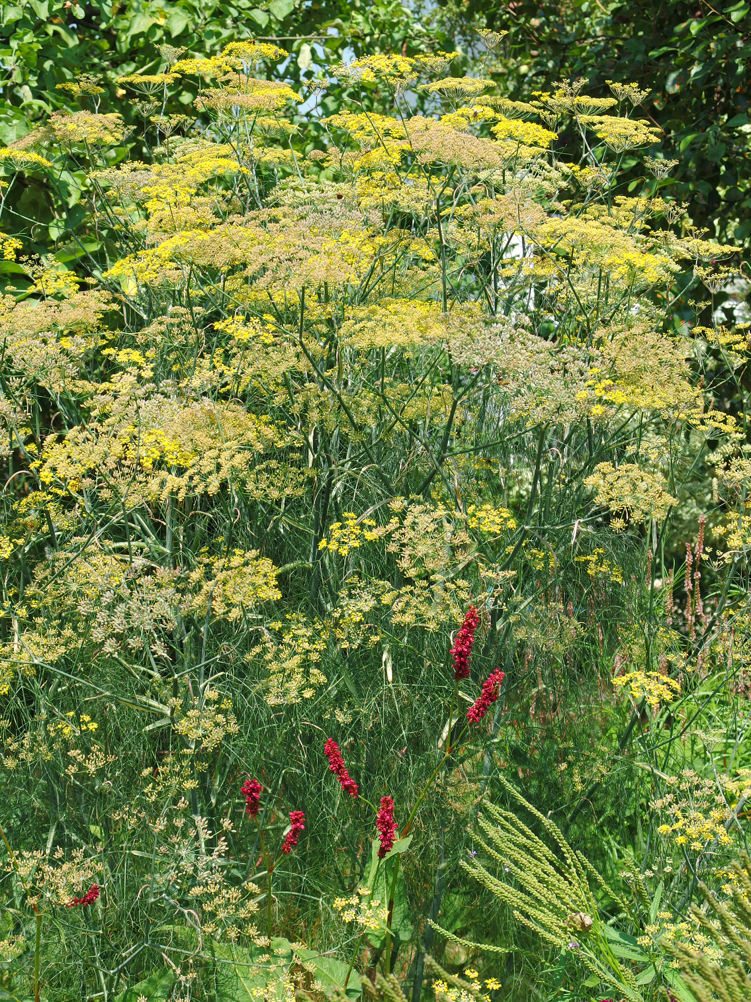 Boosting Drought Tolerance in Salvia Miltiorrhiza Bunge: Brassinolide Application and Growth Analysis