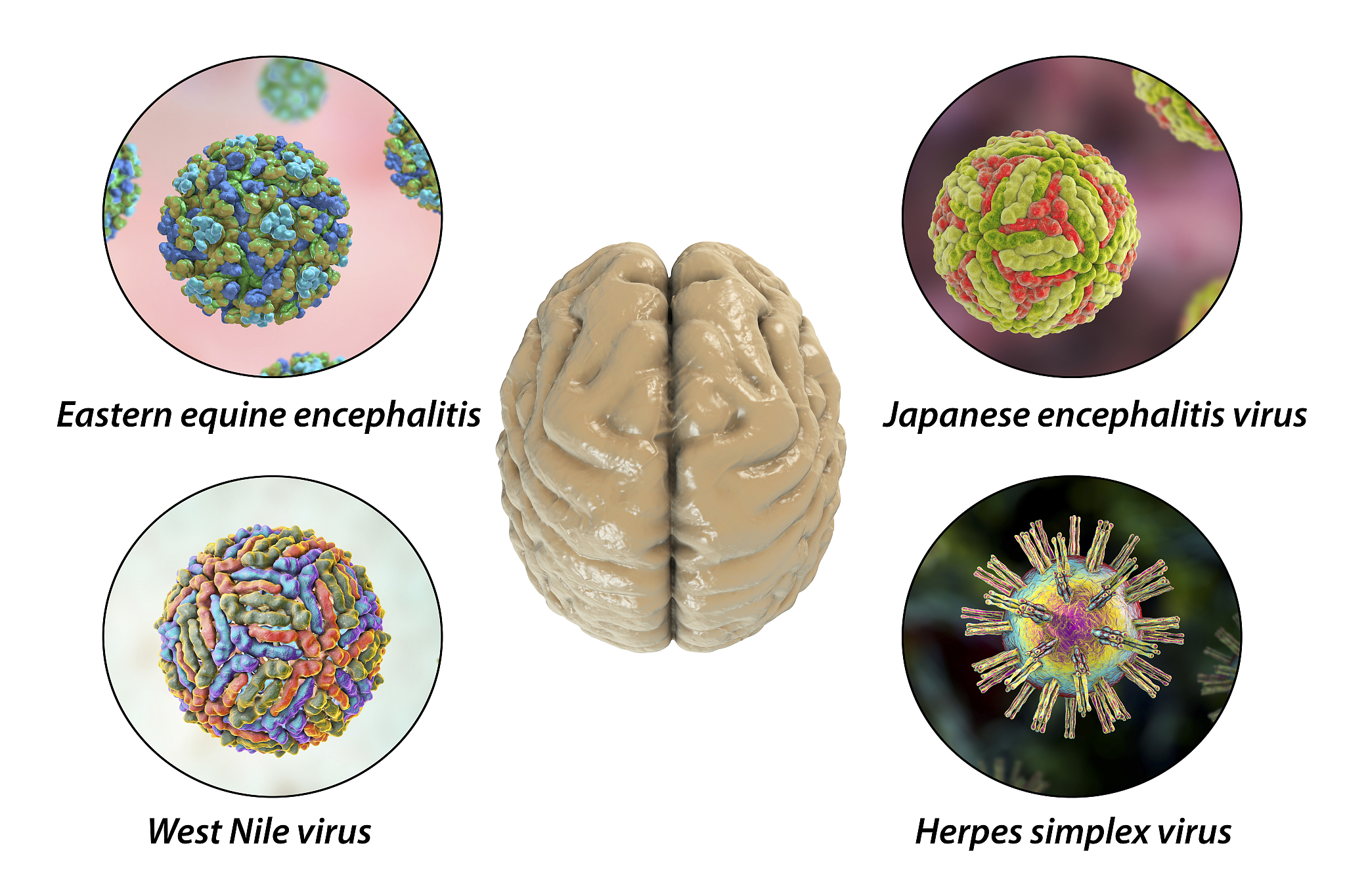 BRAIN RESEARCH期刊推荐理由? BRAIN RESEARCH期刊推荐理由?