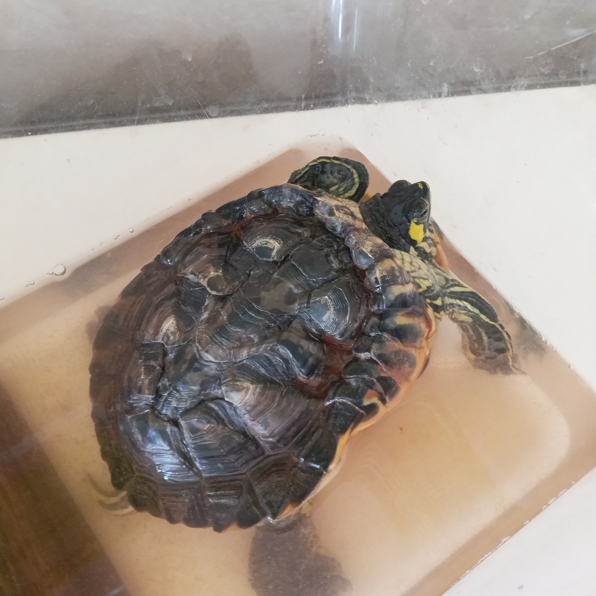 适合宠物饲养的龟类品种 - 详细介绍及饲养指南