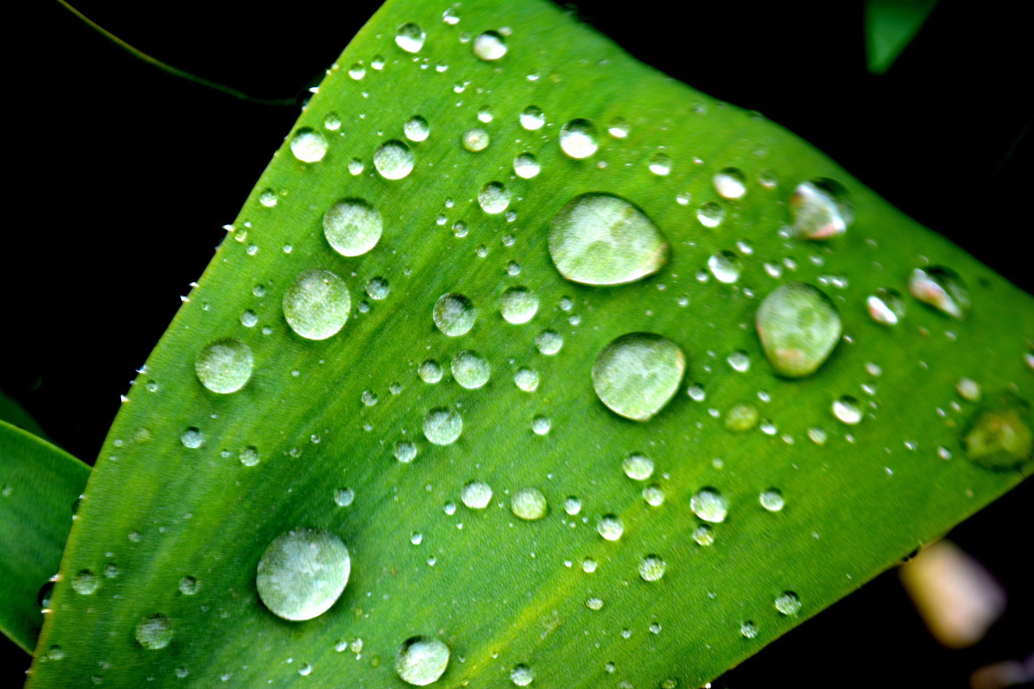 本决赛之后的素材图会根据比赛结果更新所以不能直接使用翻译成日语敬语