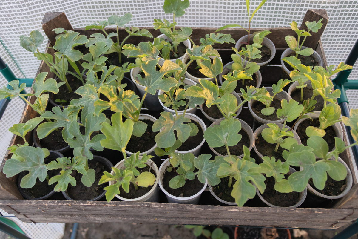 我的西瓜苗叶片转起的原因帮我用200字详细描述