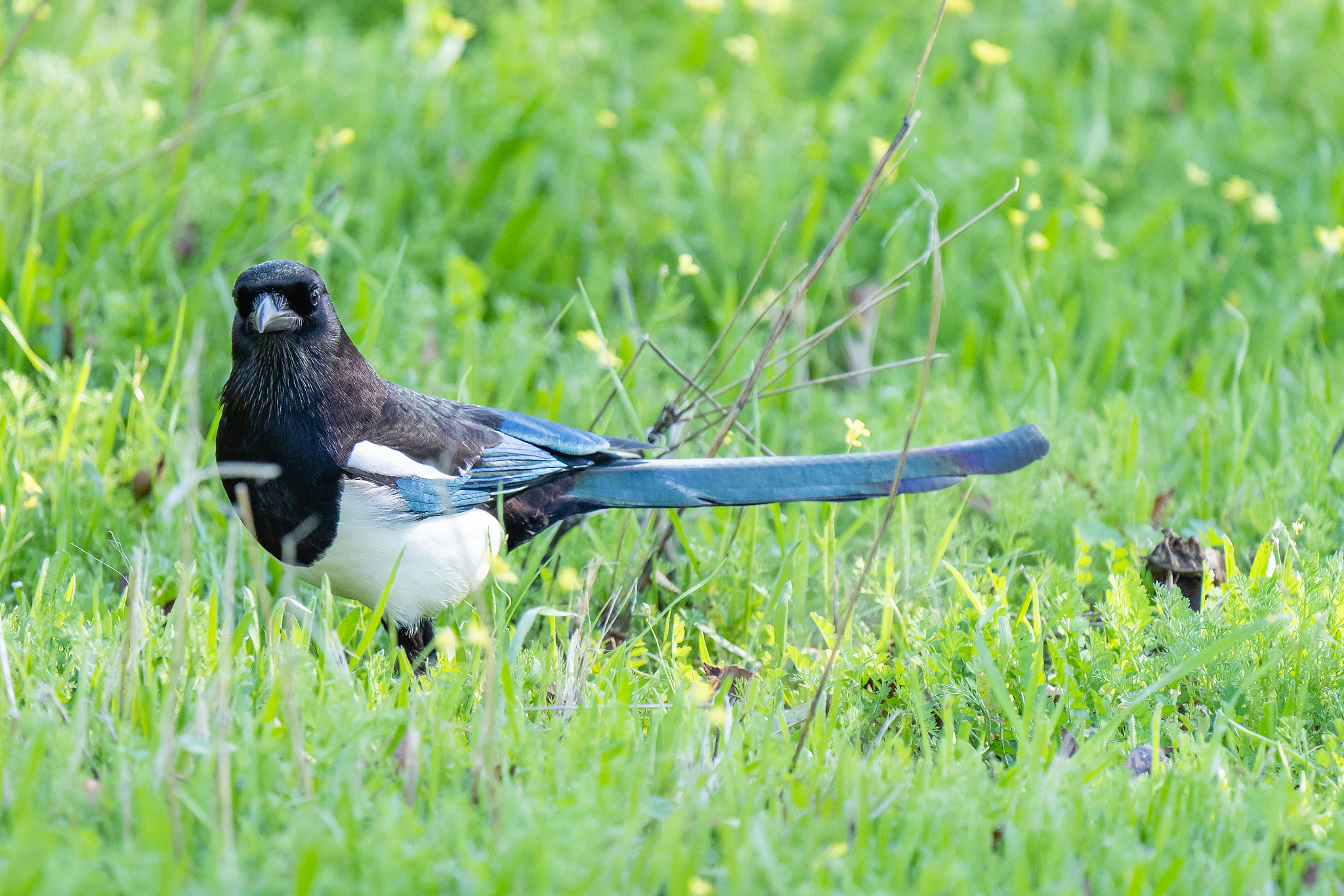 仿写《枫树上的喜鹊》9-12段：描绘秋日美景