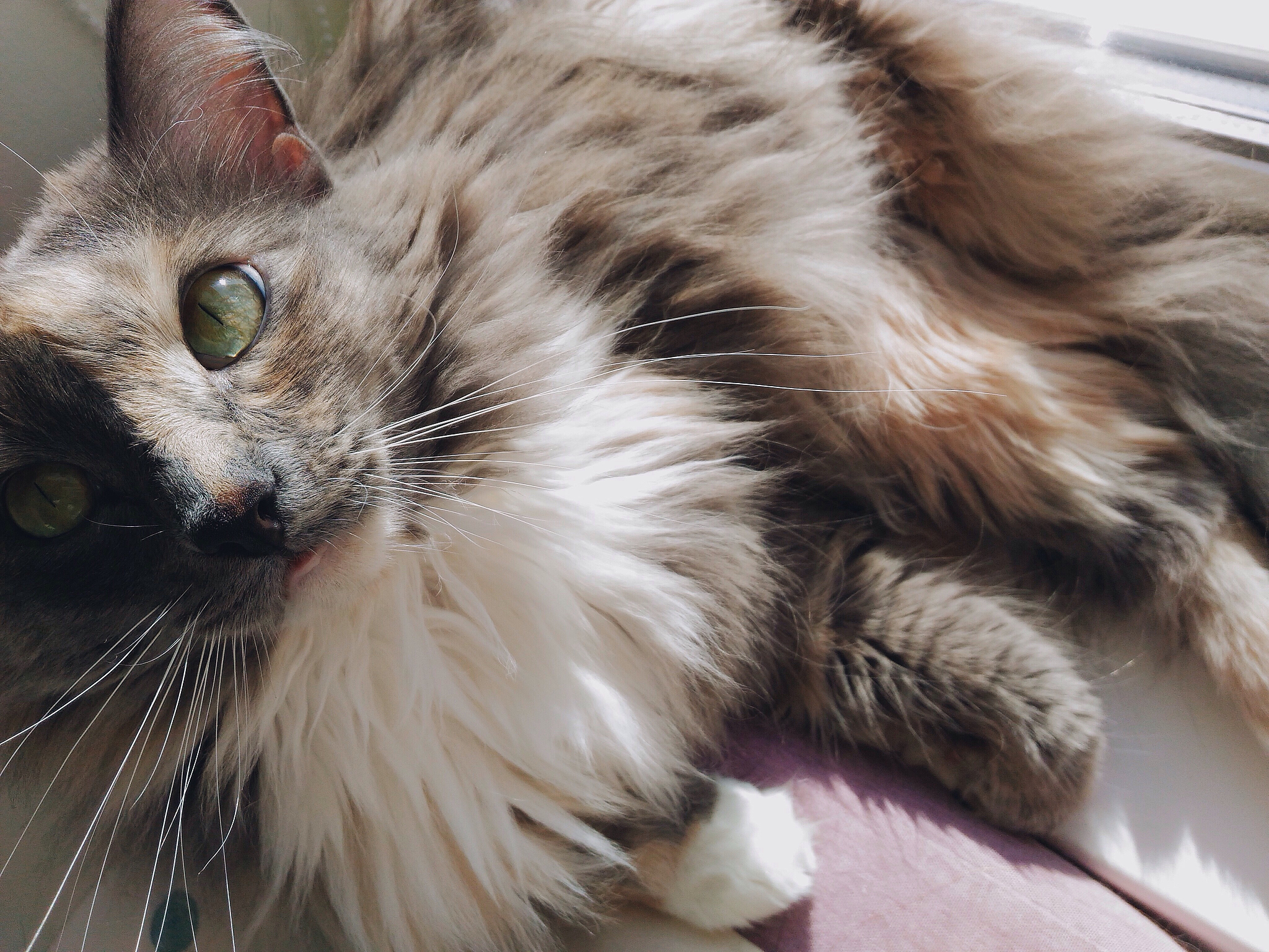 猫咪的胡须有多重要？铲屎官们必须了解！