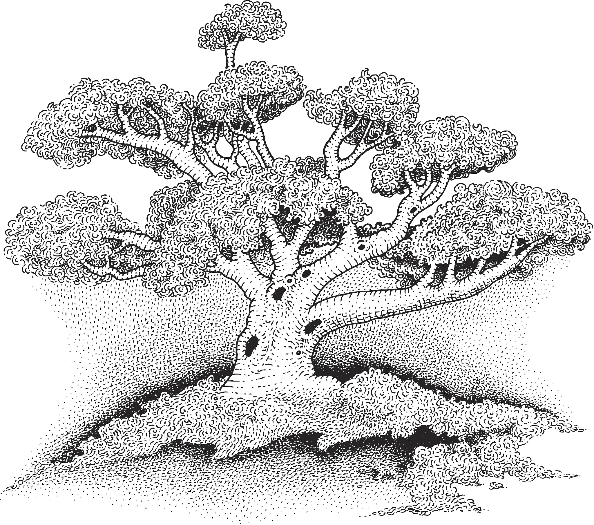 苹果树砍伐方案