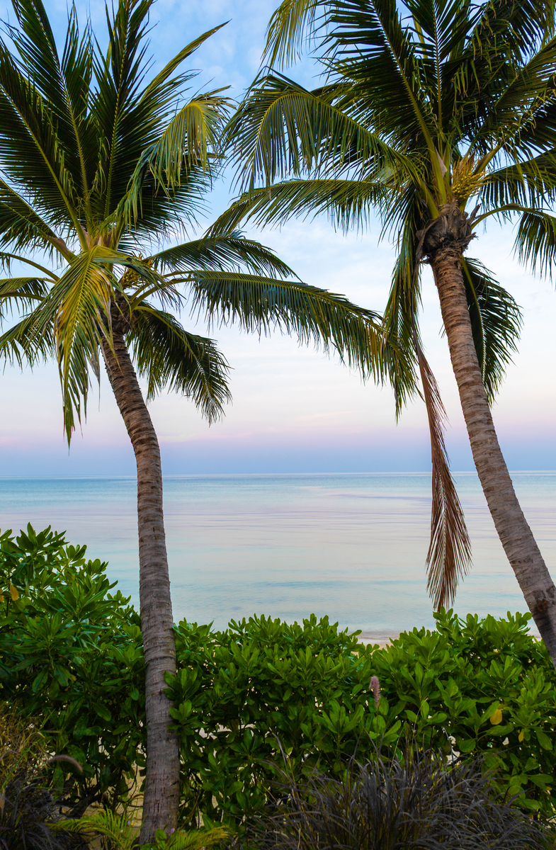 我第一眼就喜欢这个位置几乎是非它不可。抬眼侧望就可以看到占据窗户一半光景的大王椰子树影目睹整个学校大门以及一半的街道。修饰并扩写这段话。