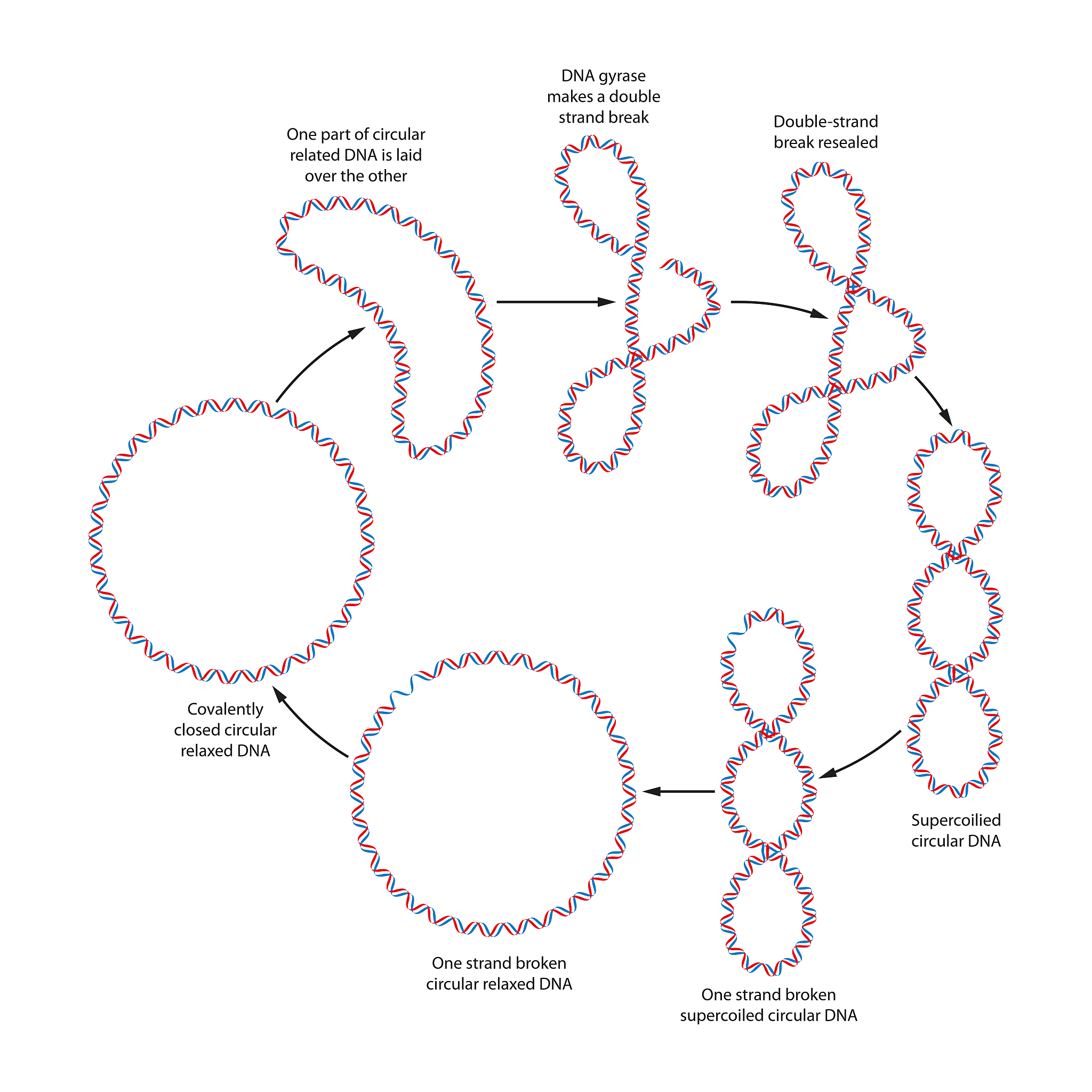 期中考试试题：要求实现多项式类 Polynomial其可分为两个类型：一、原子型 形如 𝑐 𝑥𝑛其中𝑐是系数𝑥是自变量𝑛是幂指数；二、复合型 其由多项式通过加法运算符Concatenate 函数连接起来类图如下Component+ static counter；+ double computeint x；+ void display；+ ~Component; LeaveTerm Po