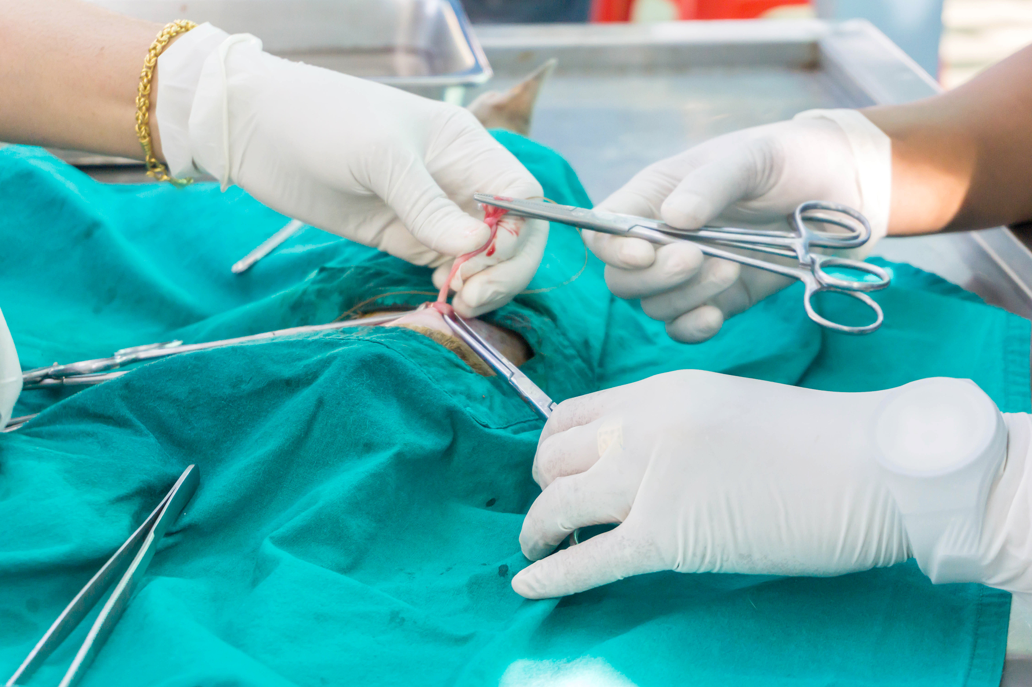 sterilization of dog on surgical tables under general anesthesia