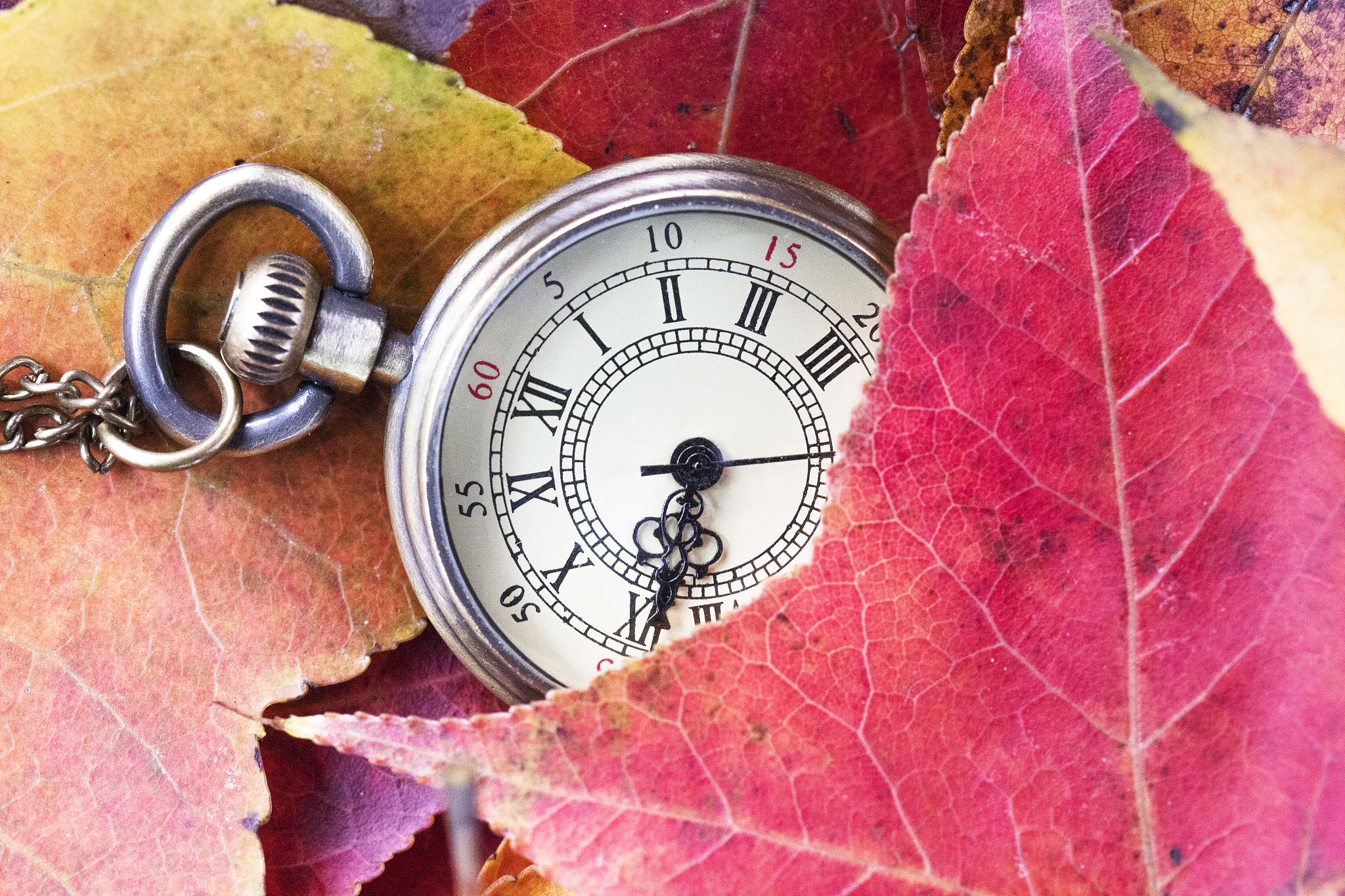 old watch on red leaves