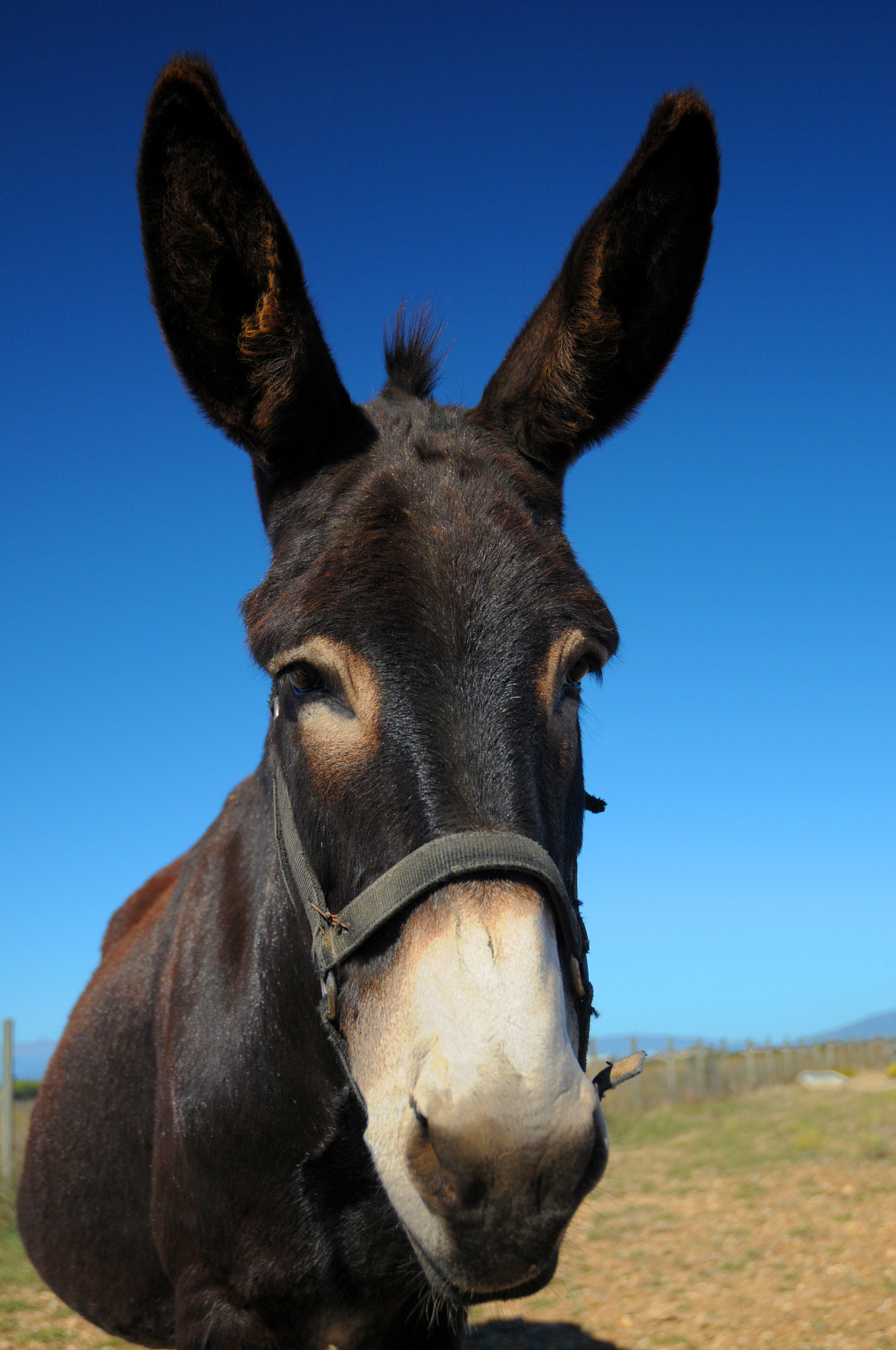 the donkey