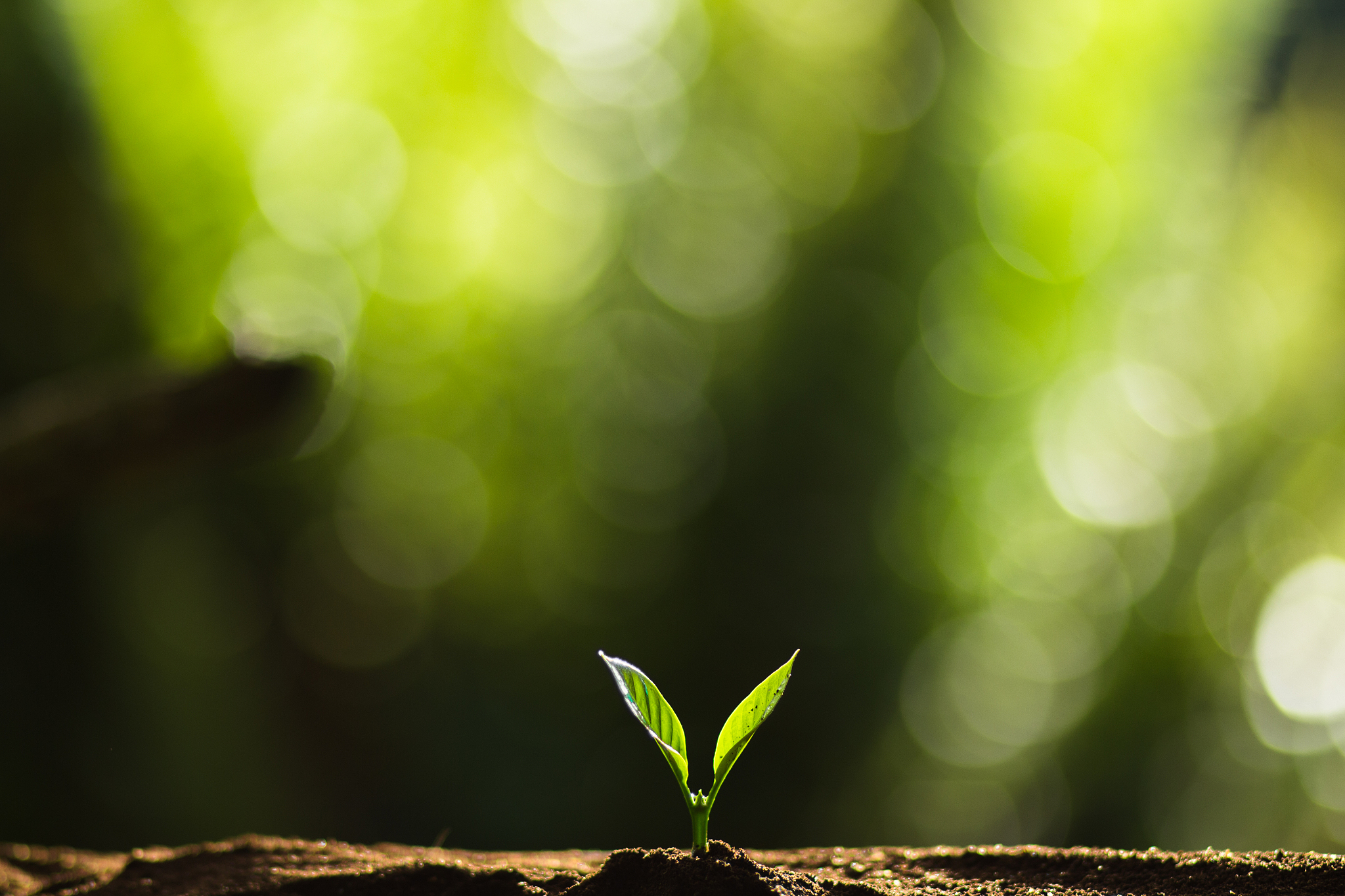 生命的力量 写一篇300字小学作文