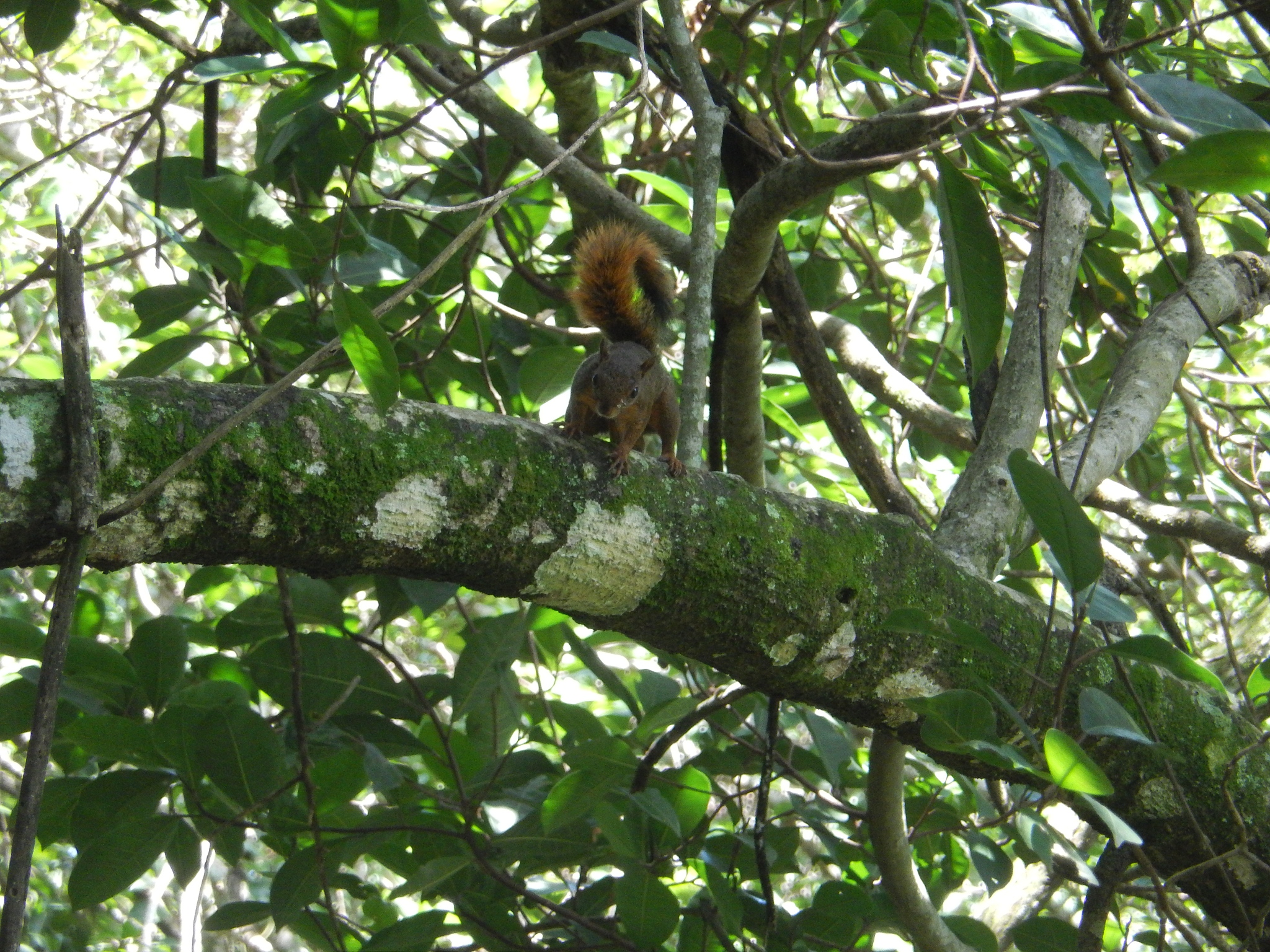 野生动物与自然保护区管理学：课程内容与重要性