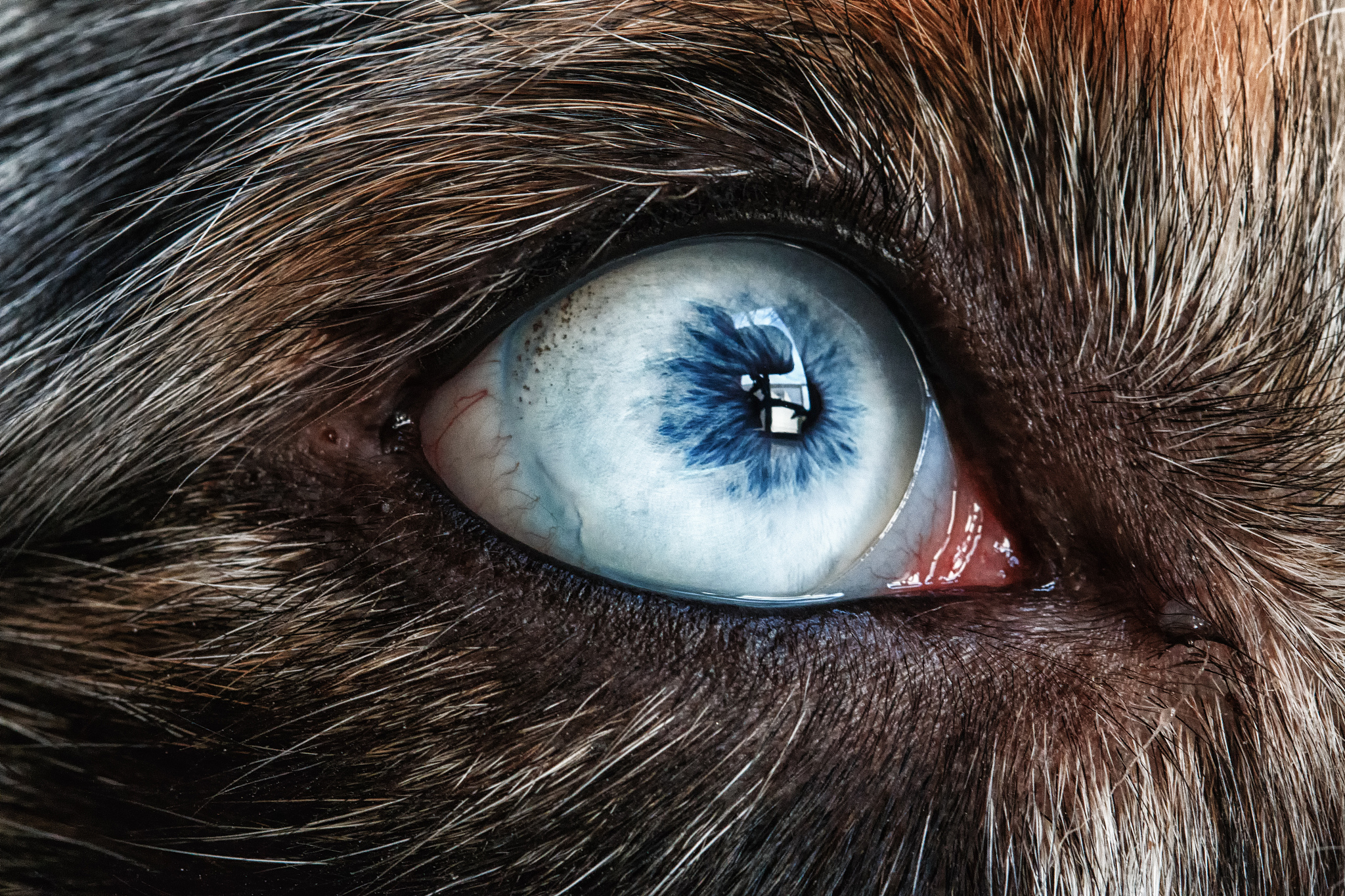 avril's blue eye