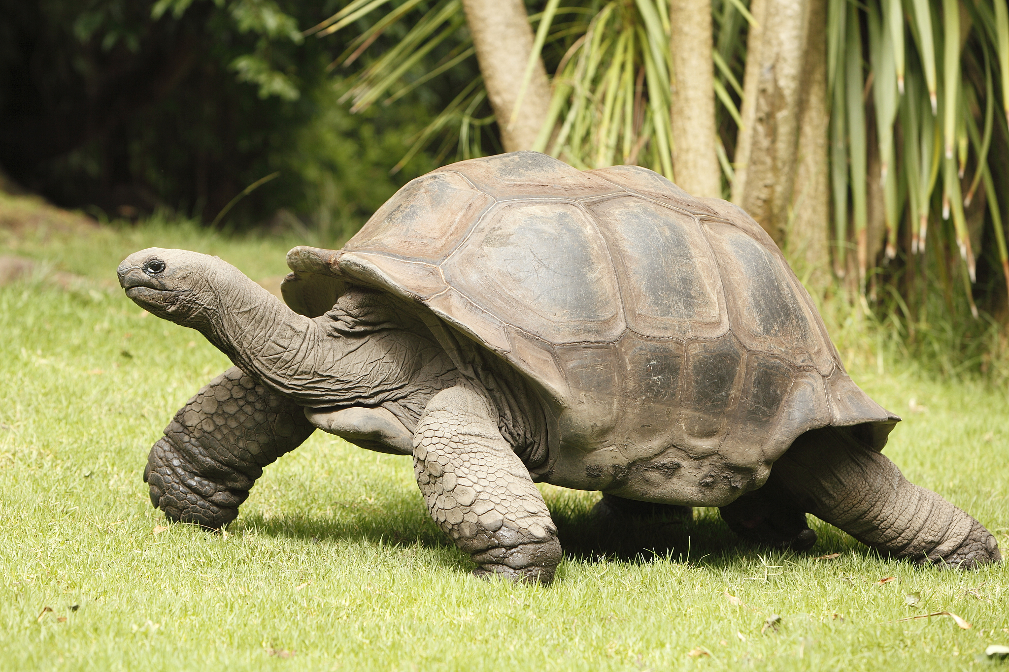 giant tortoise