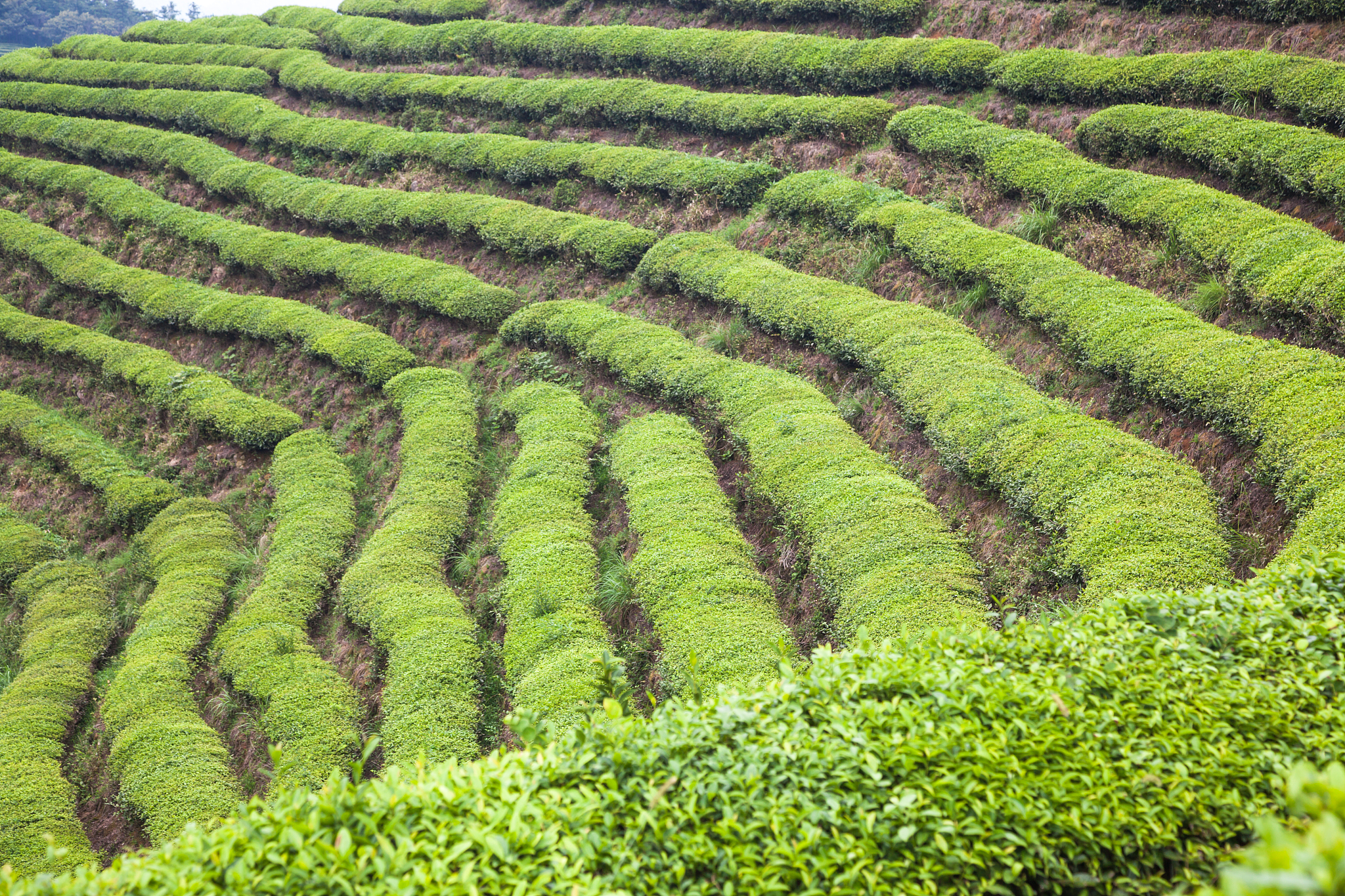 竹溪县黄花沟村茶园农场 - 优质茶叶种植、加工和销售