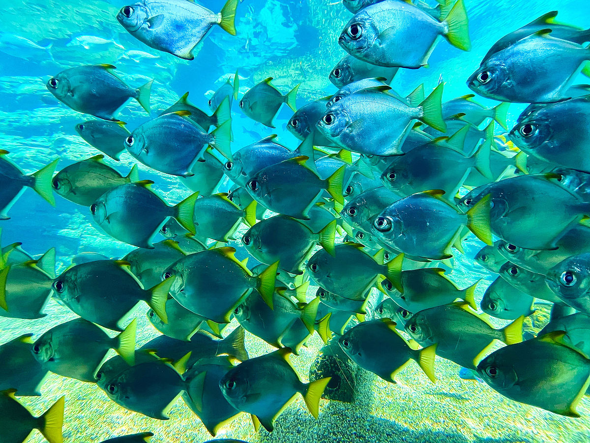 溶解氧如何影响海洋生态系统