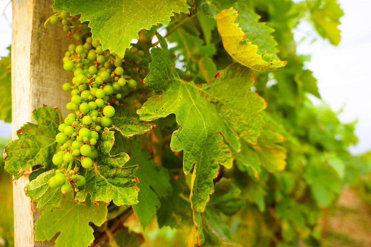 卢江等对圆叶葡萄