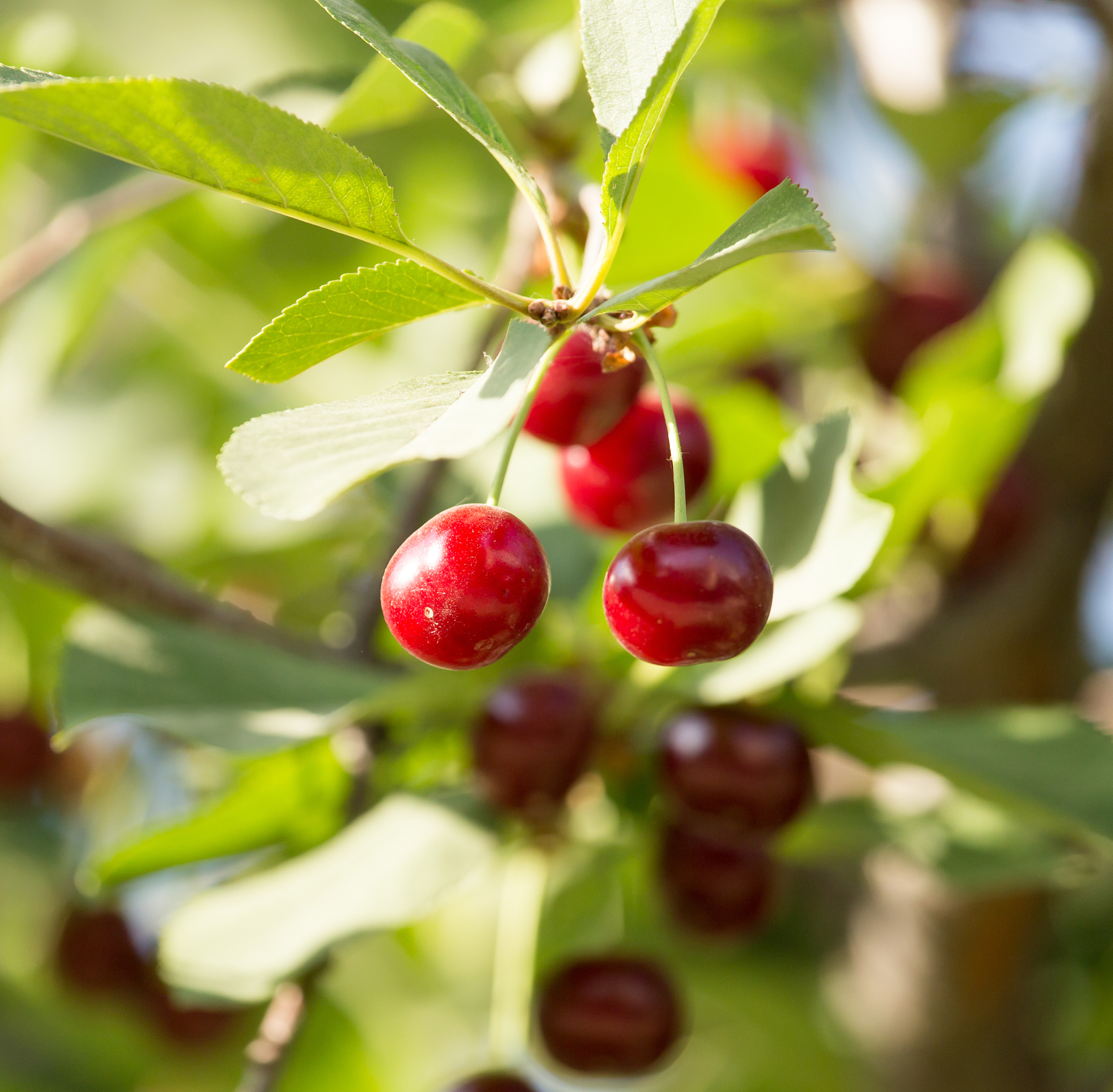 ripe cherries on the tree