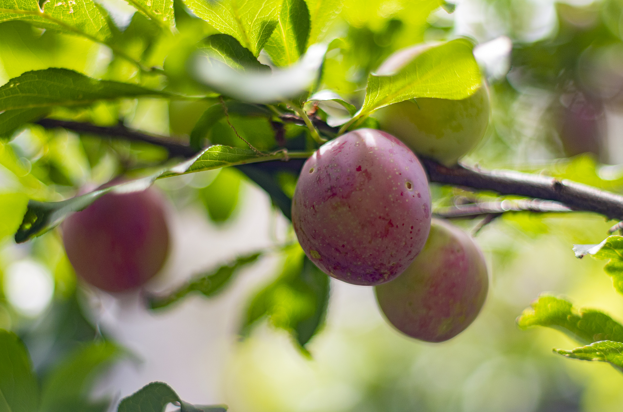 李子怎么催熟甜度高