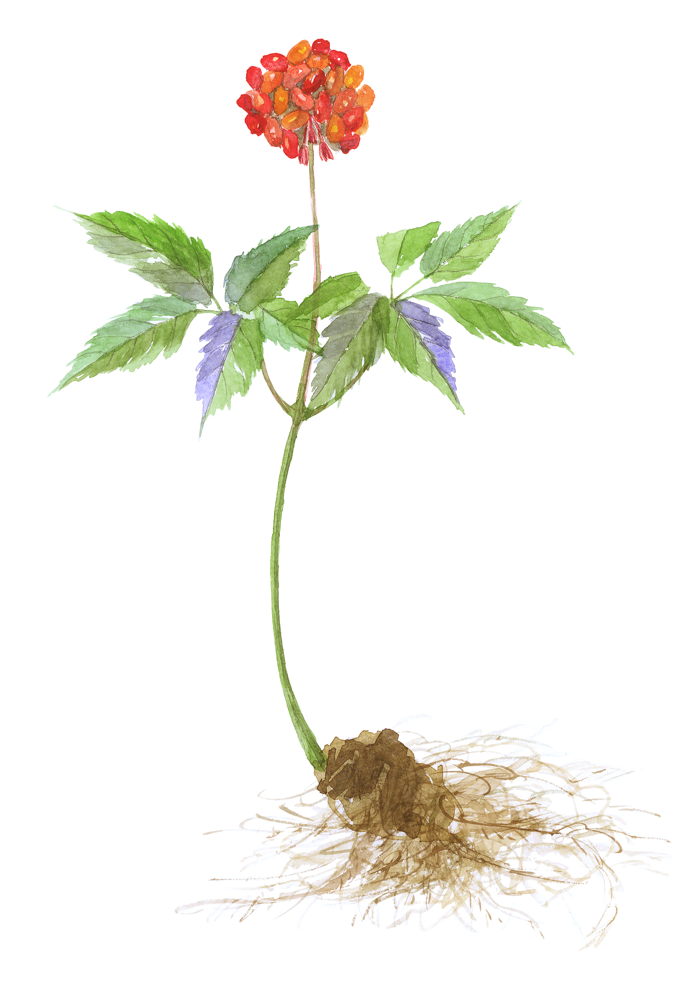 人参质量控制方法的研究进展？