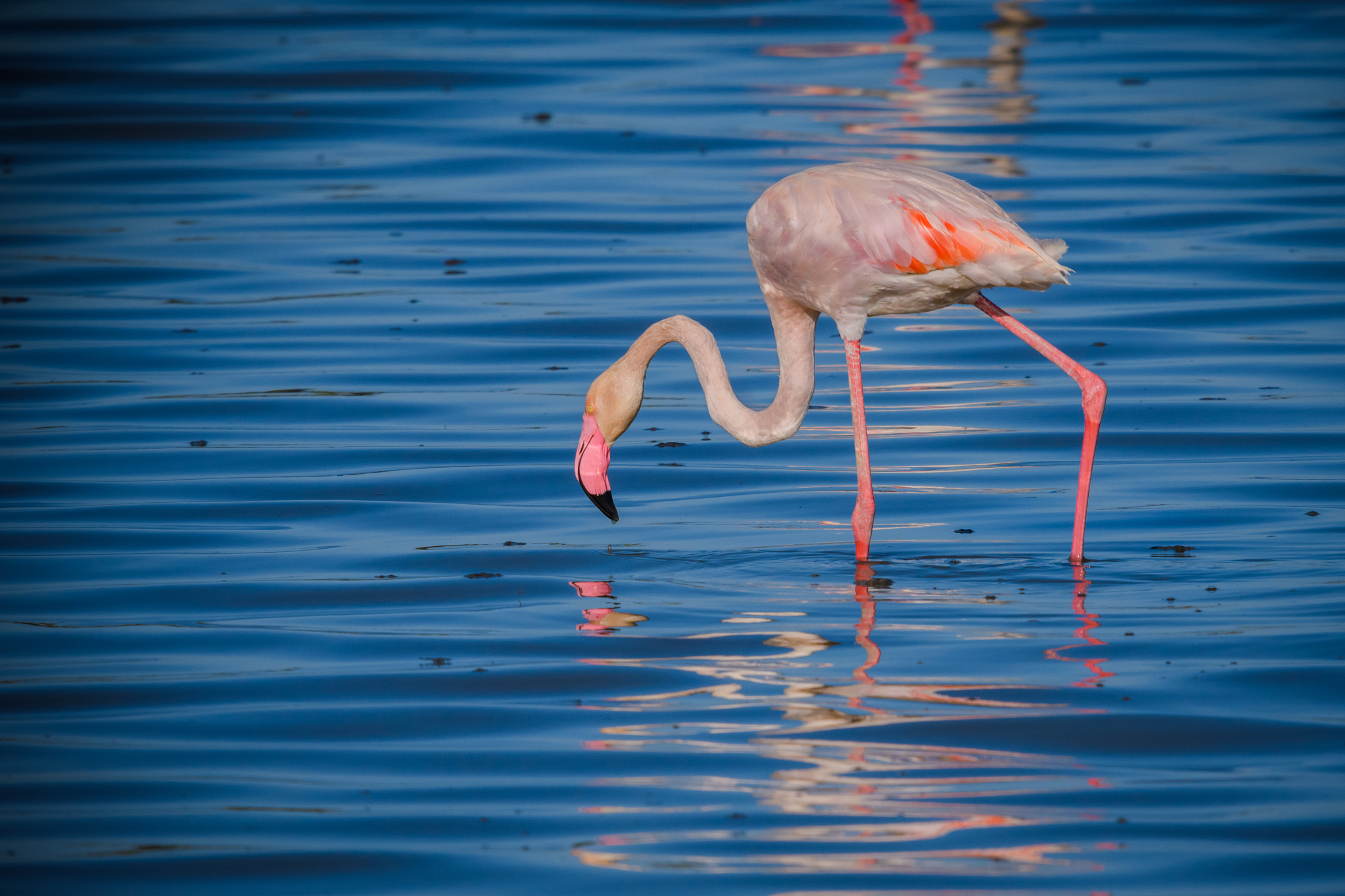 flamingo wading in a lake while on safari in the serengeti