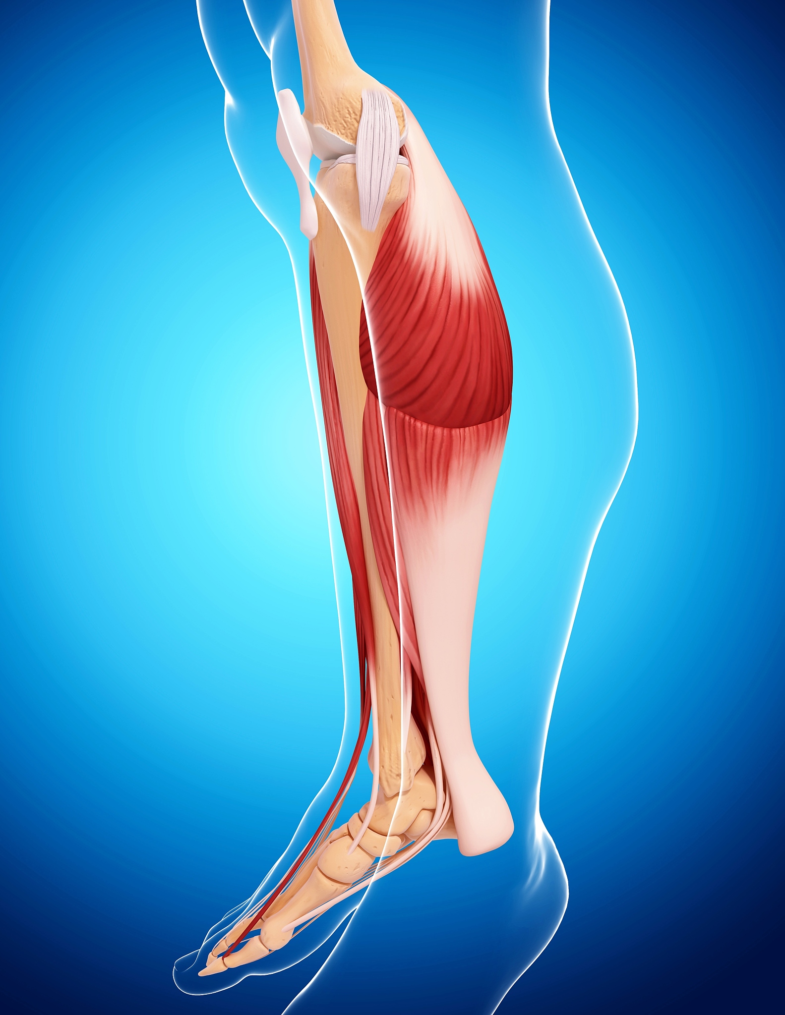 奔跑时小腿后摆动的关键肌肉：腓肠肌