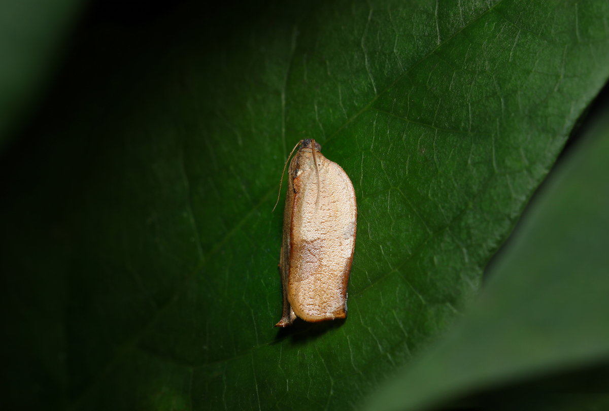 广东海洋大学昆虫学实习心得：捕捉、鉴定与生态重要性
