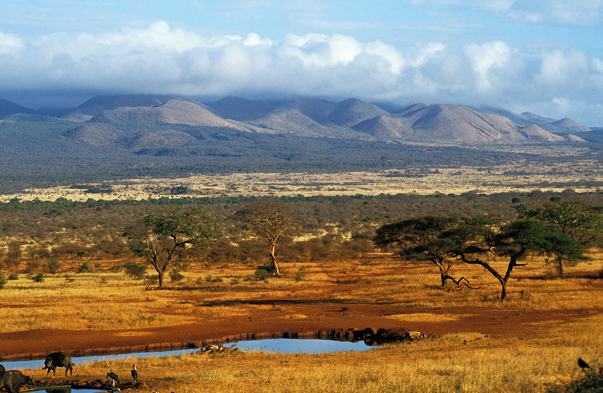 savannah in masai mara national park in kenya