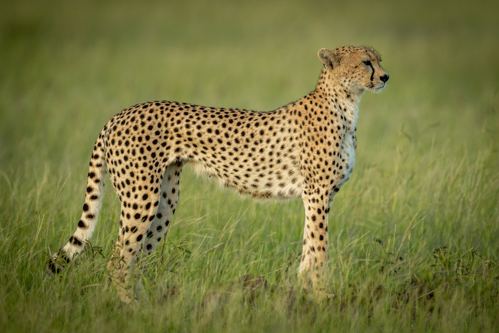 full length of cheetah on field