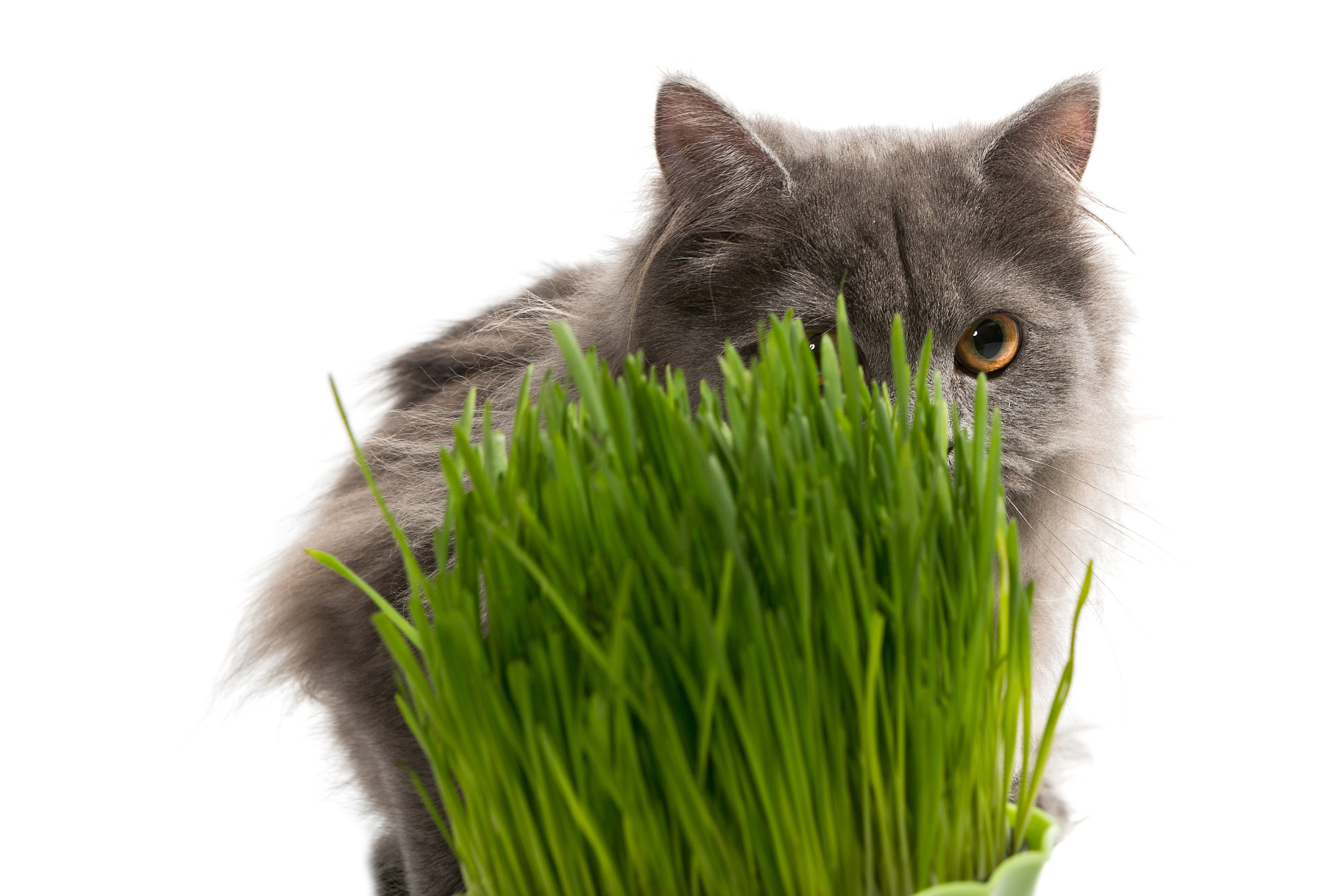 persian kitten and a pot of green grass