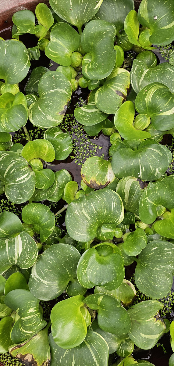 一些植物会通过地上部叶片、叶柄和节间 快速伸长露出水面获得氧气：举一些例子