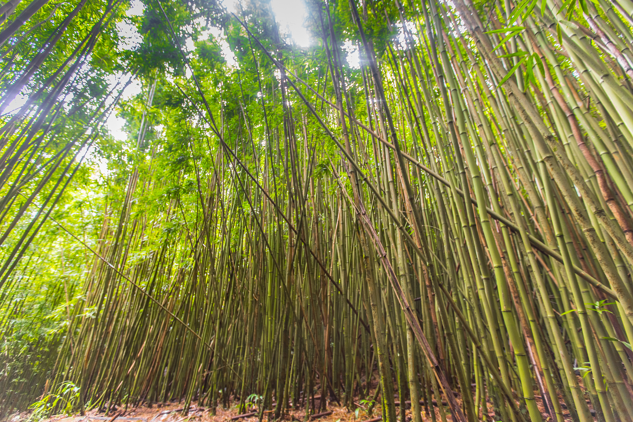 bamboo forest landscape