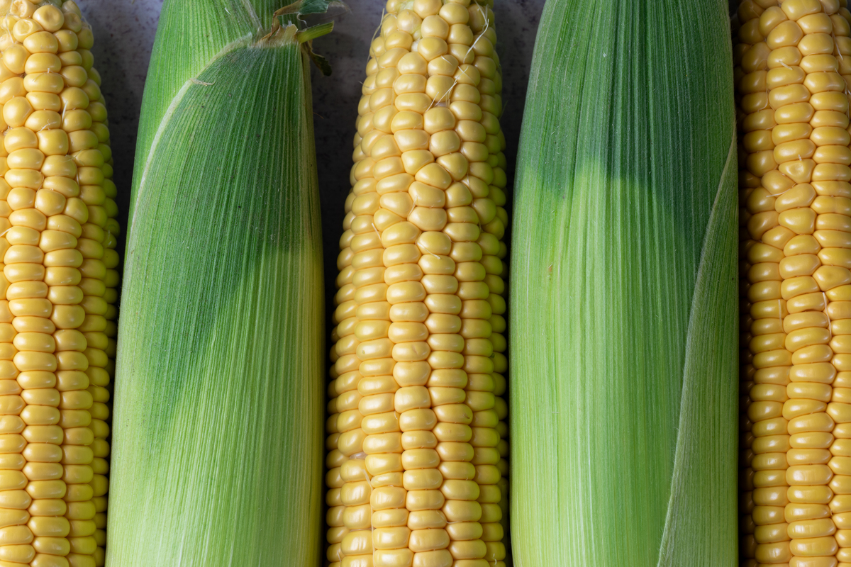 农1233玉米种子：高产、抗倒伏、抗虫，值得信赖！