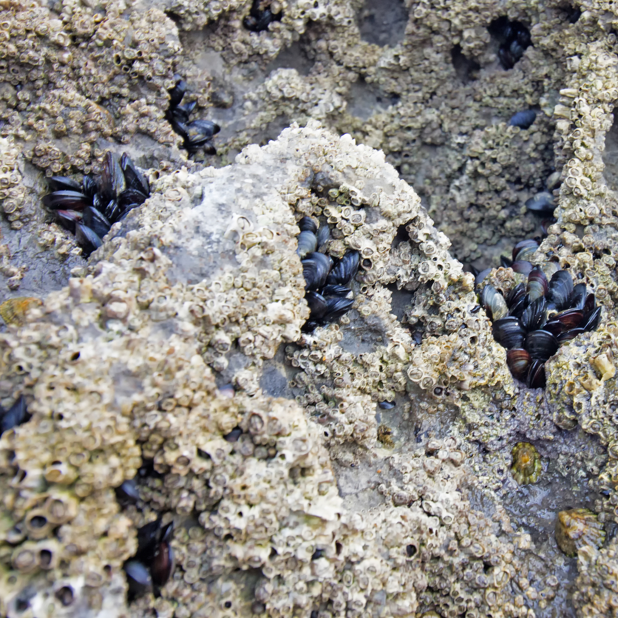 黑石礁岩相潮间带大型底栖生物、海藻和动物的季节性变化规律