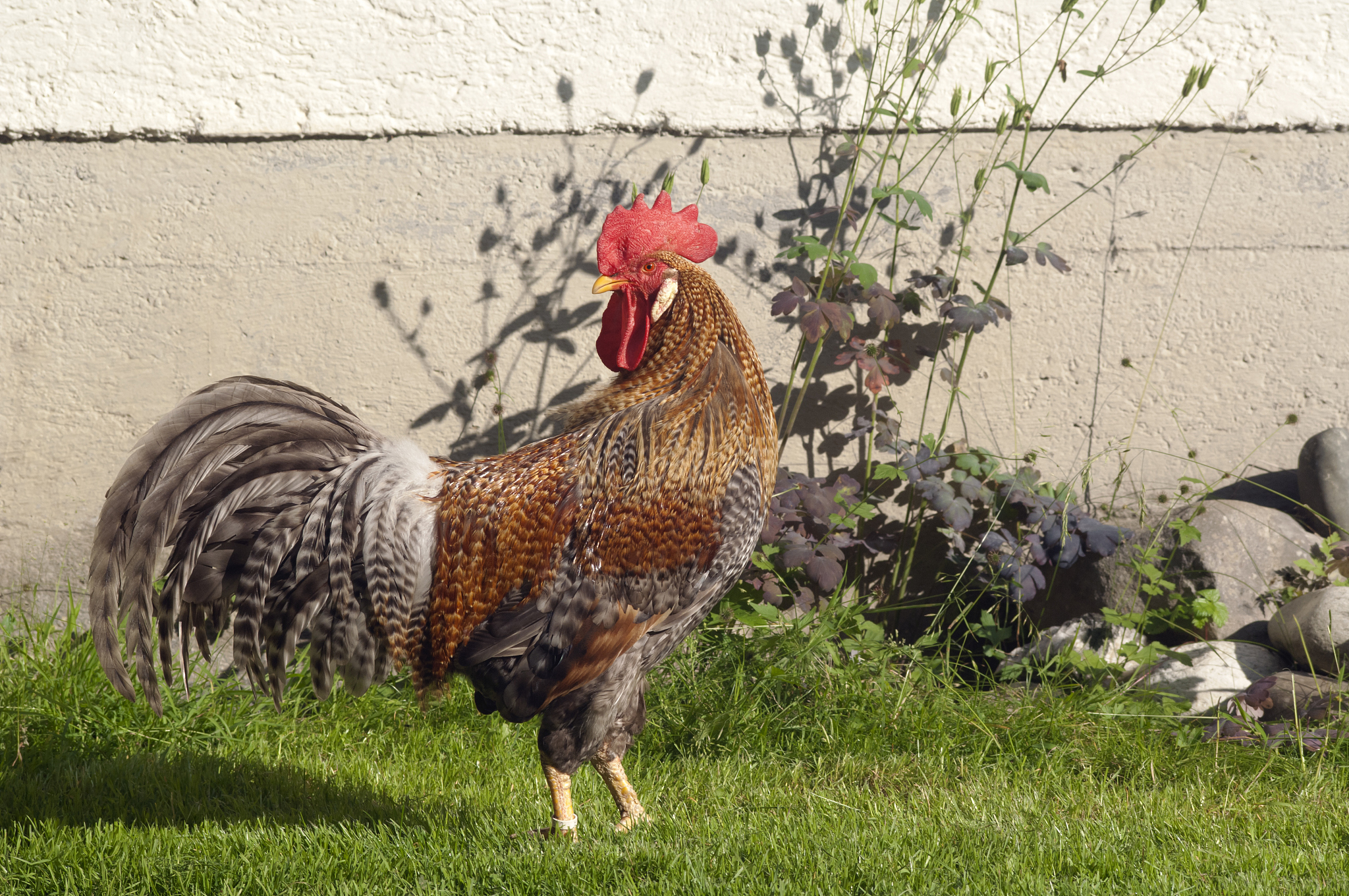 大公鸡打鸣：农村生活的象征与内涵