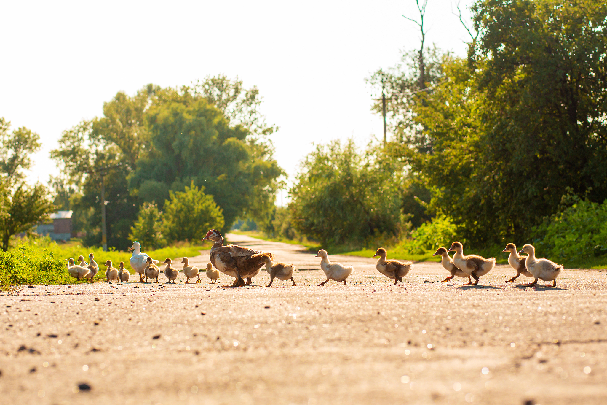 你没有结合我前面的语境回答问题我还是讨论给我家狗和鸭子取名的问题请结合狗的名字叫小司机且它们的关系融洽且相互信任请给出小鸭子的名字的建议