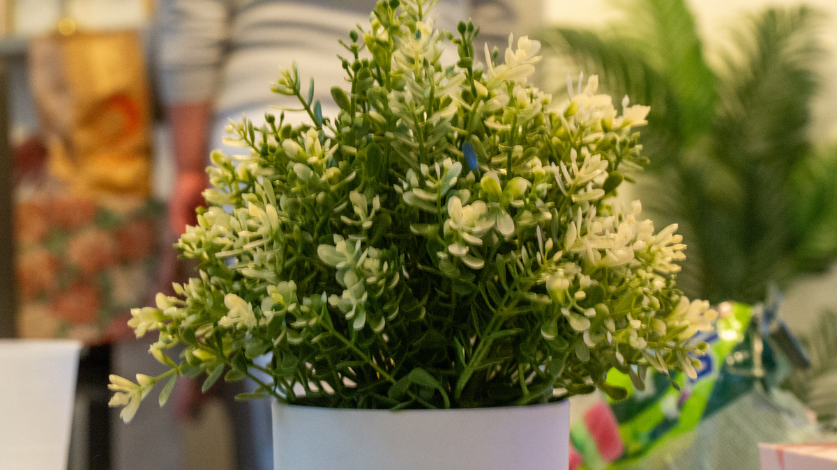 养护满天星的教程学会这几点让它开出花