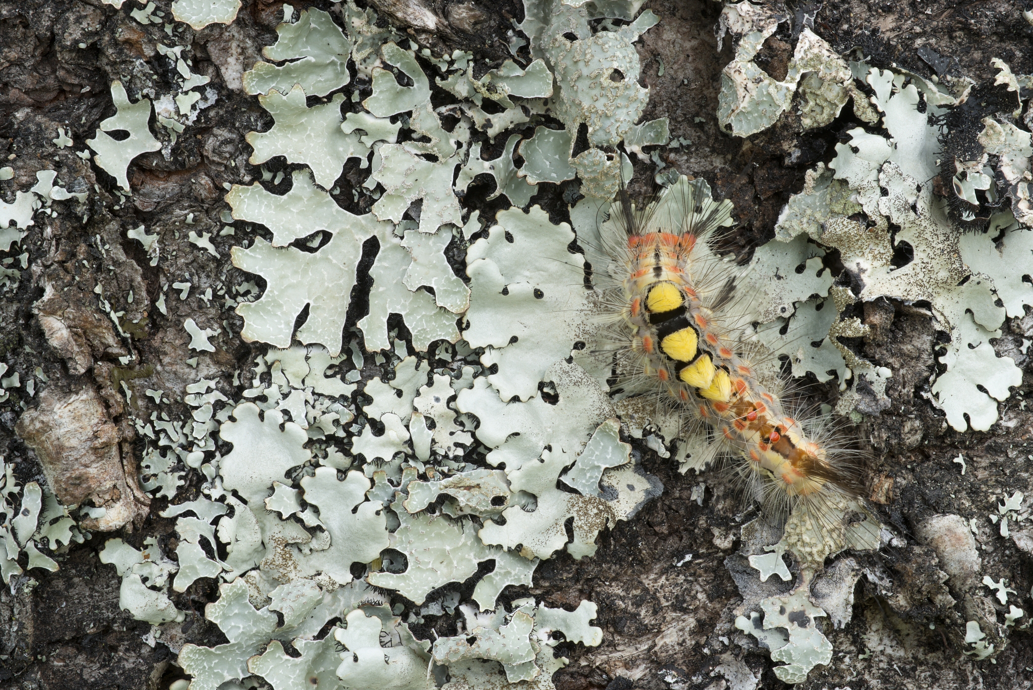 caterpillar of orgyia antiqua, the rusty tussock moth