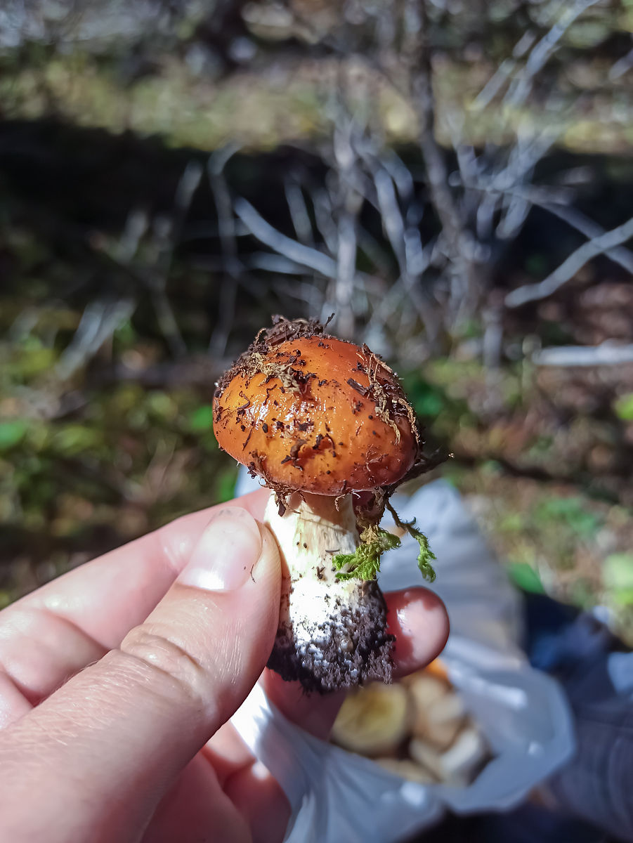 野生牛肝菌生态特征、保护与利用研究