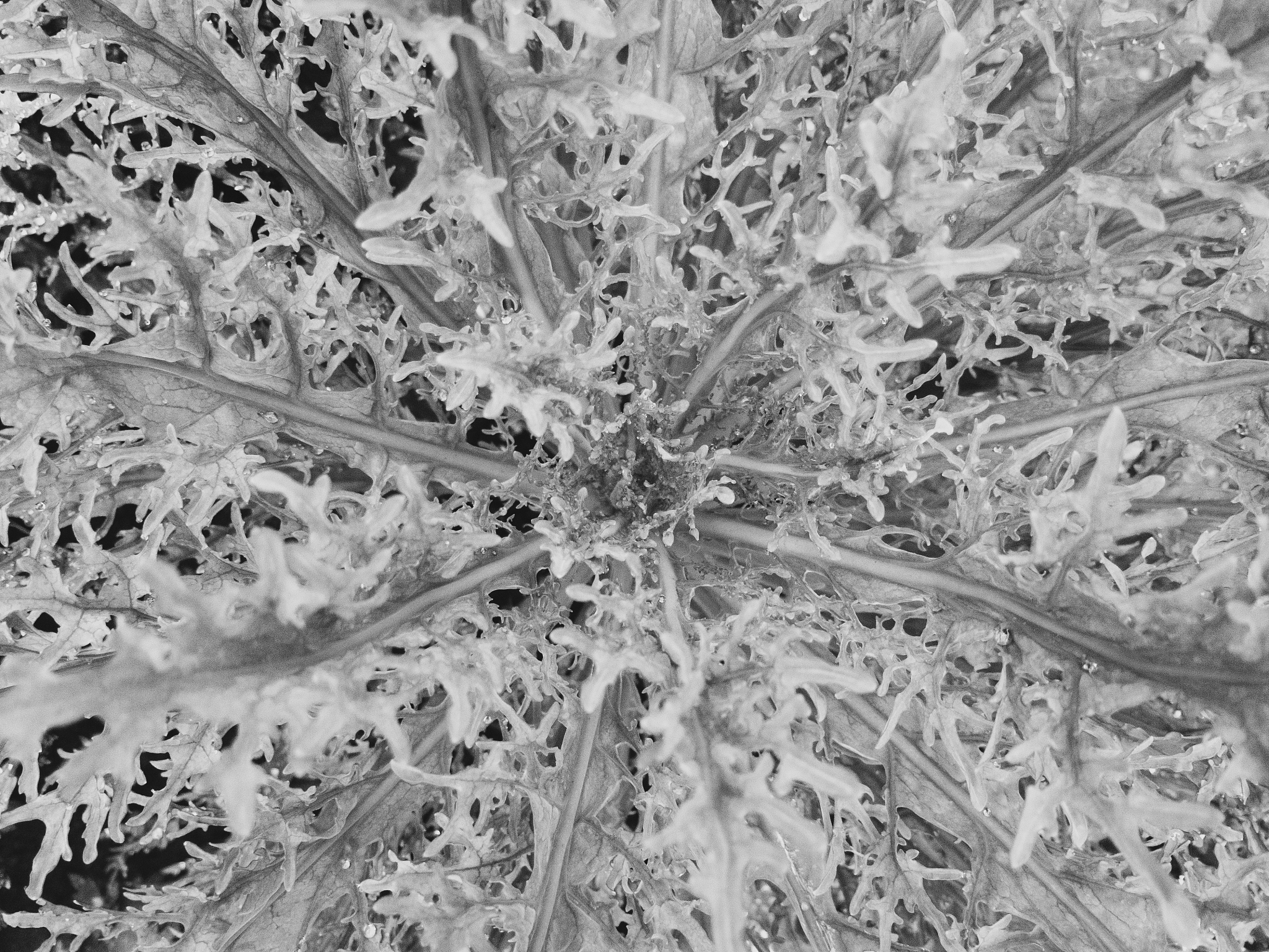 Does Polyacrylonitrile have crystal structure