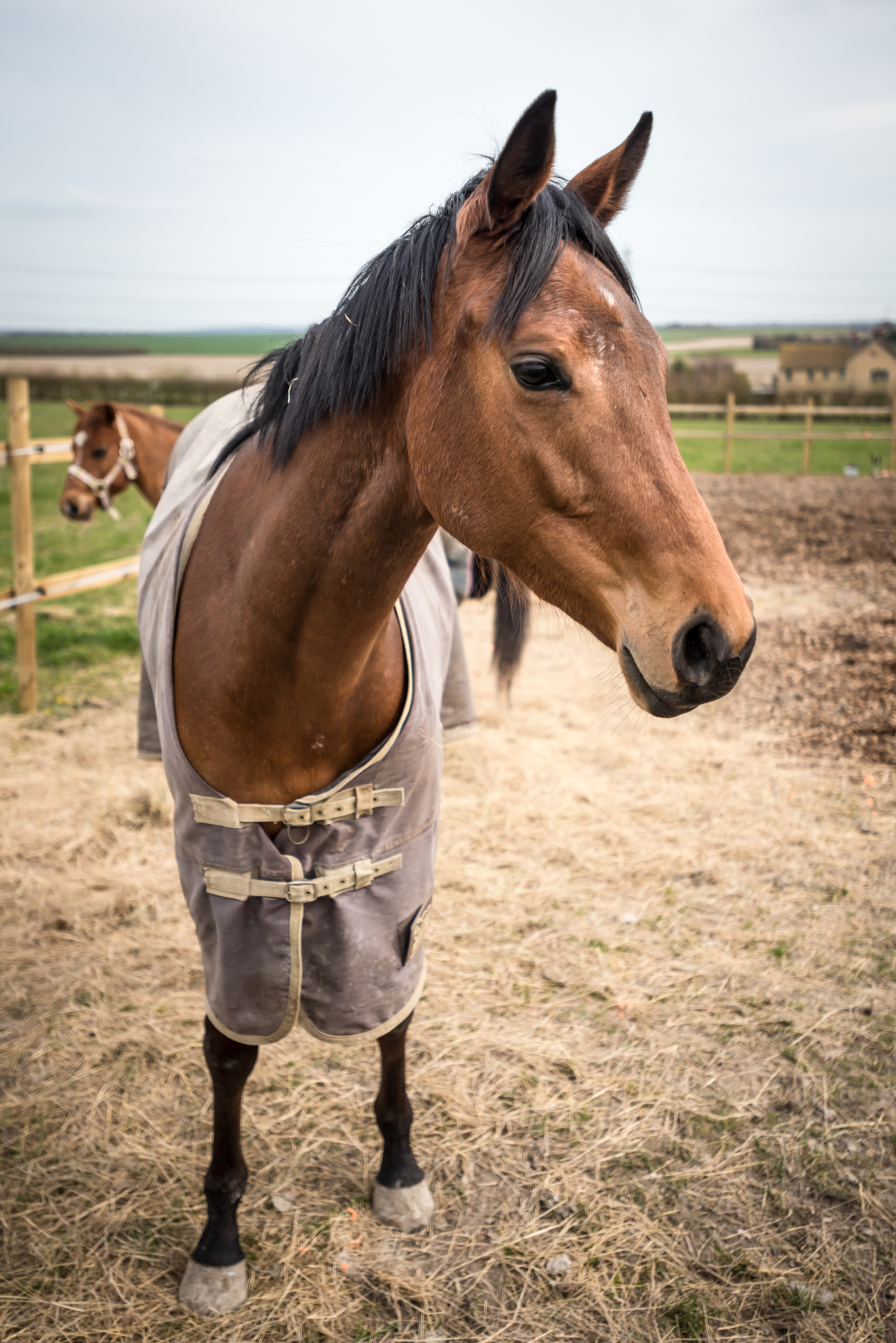 farm horses