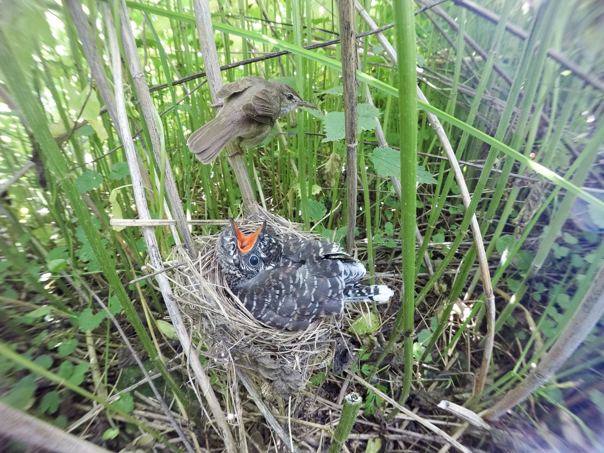 保护鸟类，从我做起：观鸟爱好者揭露偷鸟蛋行为