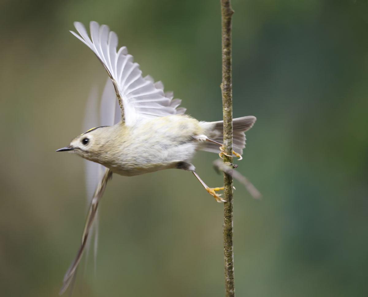 金冠戴菊鹩哥(regulus regulus)