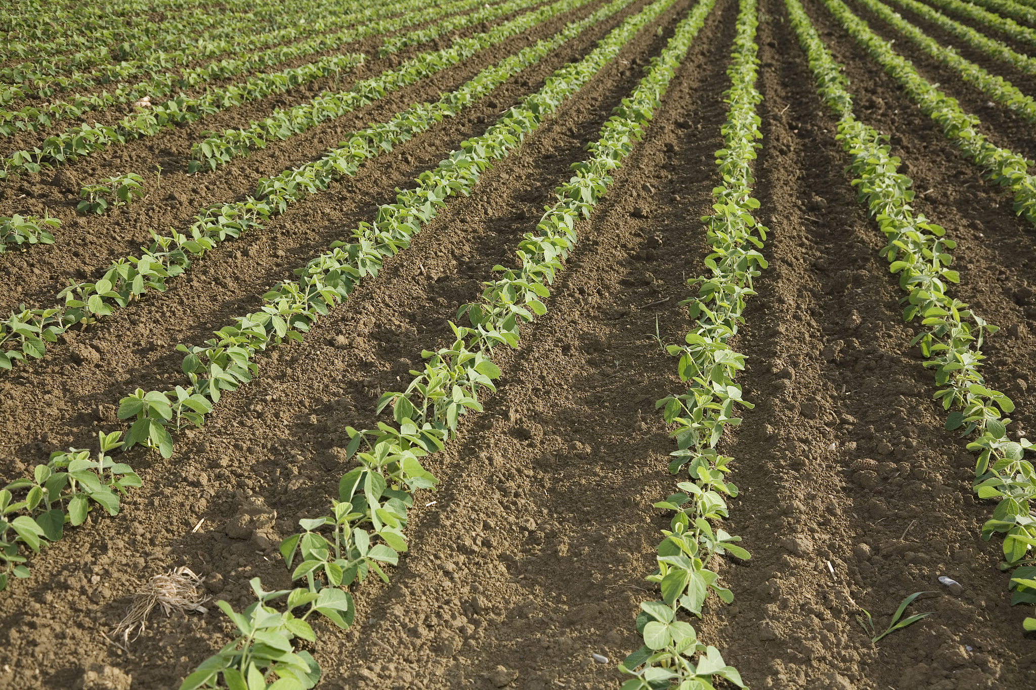 阅读这篇标题 Genome-wide characterization of soybean RALF genes and their expression responses to Fusarium oxysporum 的文章，概括内容