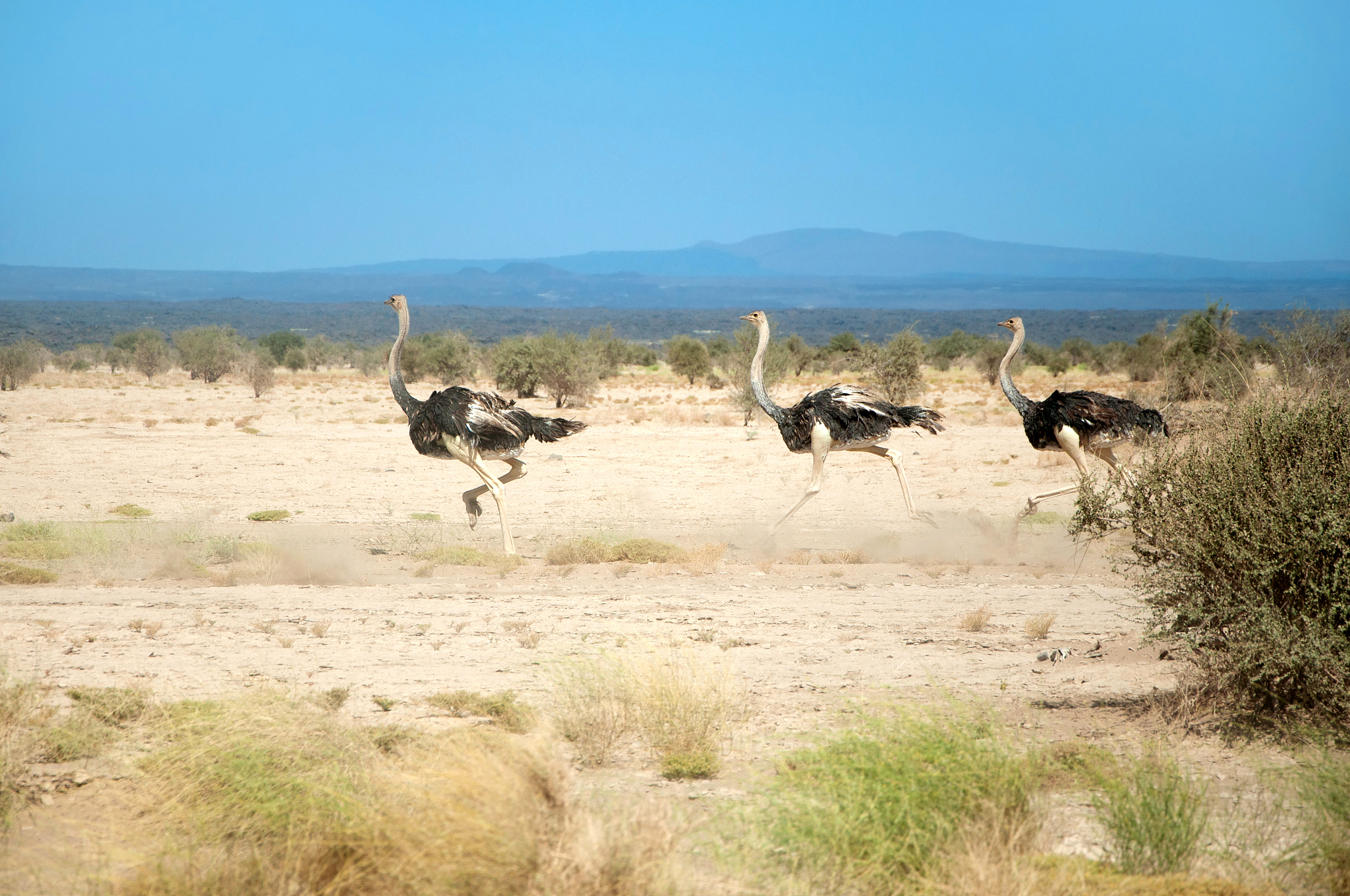 请650字的博客文章主题是：鸵鸟生活在什么地方