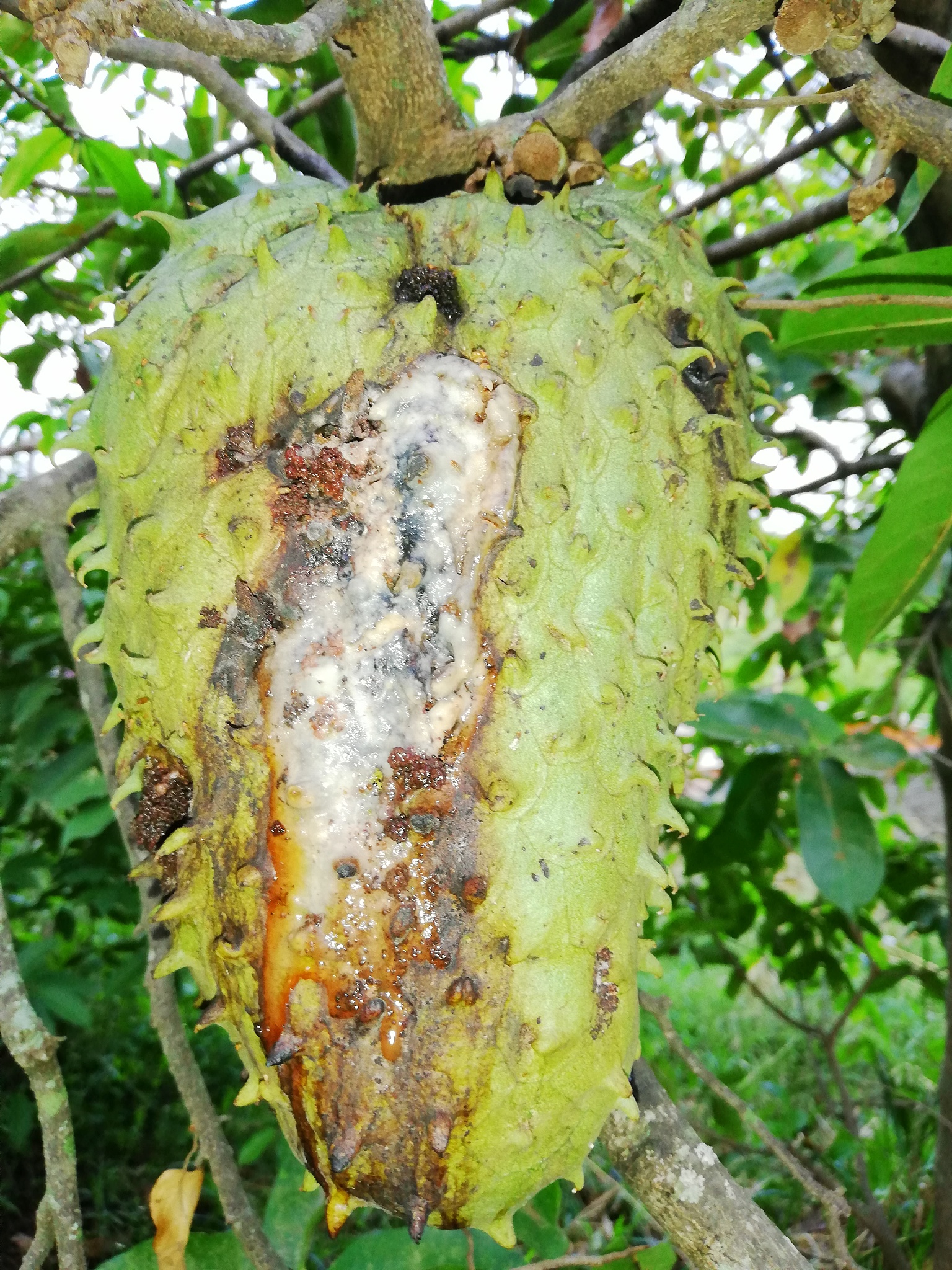芒果上的黑点：原因和处理方法