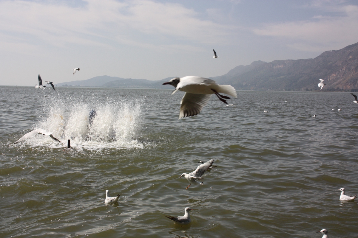 洱海红海鸥资源开发