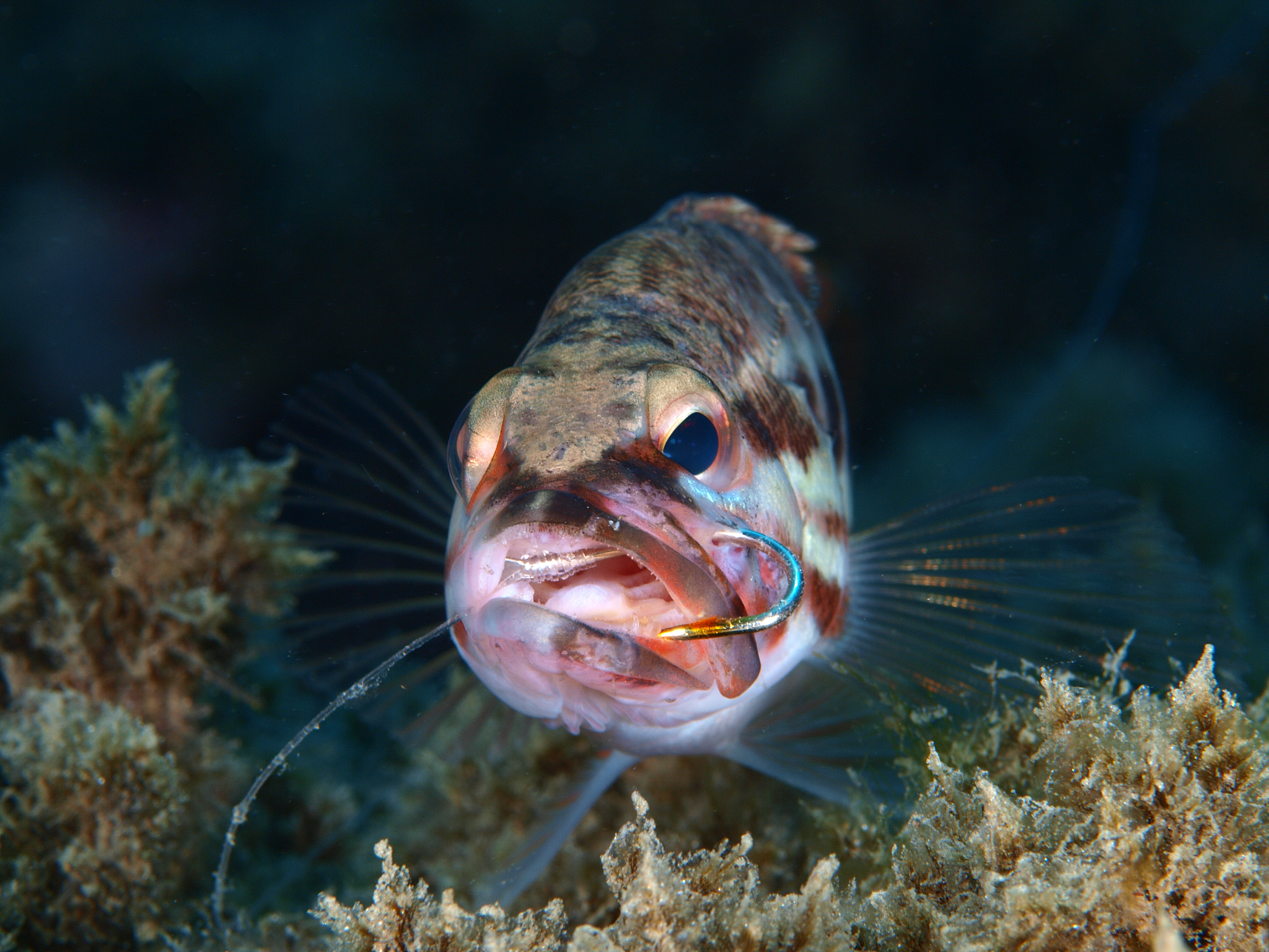 Only one fish remains on the seafloor waiting to be hunted any time soon用中文分析一下这句话语法