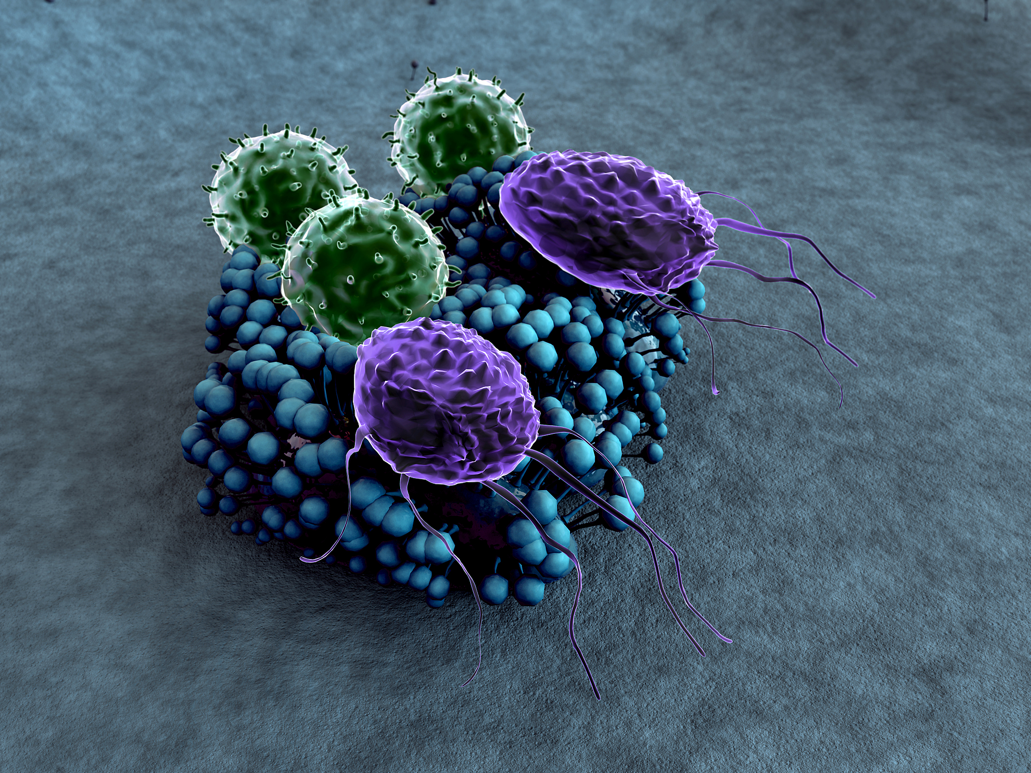 macrophage, lymphocyte