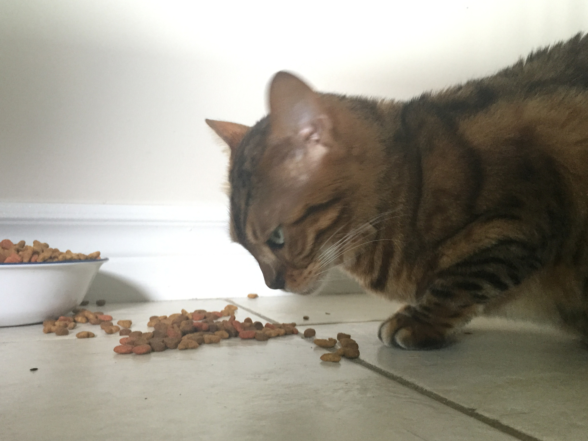 猫咪食欲不振？频繁埋屎？铲屎官别慌，我来告诉你原因！