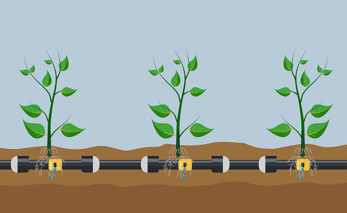 帮我润色：通过将作物生长模型模拟的产量、WUE及IWUE与多目标优化算法耦合构建冬小麦主产区灌溉制度优化模型并通过灌溉优化模型分析了不同典型水文年情景下多模型集合中灌溉制度优化前后冬小麦产量、WUE、IWUE、灌溉次数及灌溉量的空间分布
